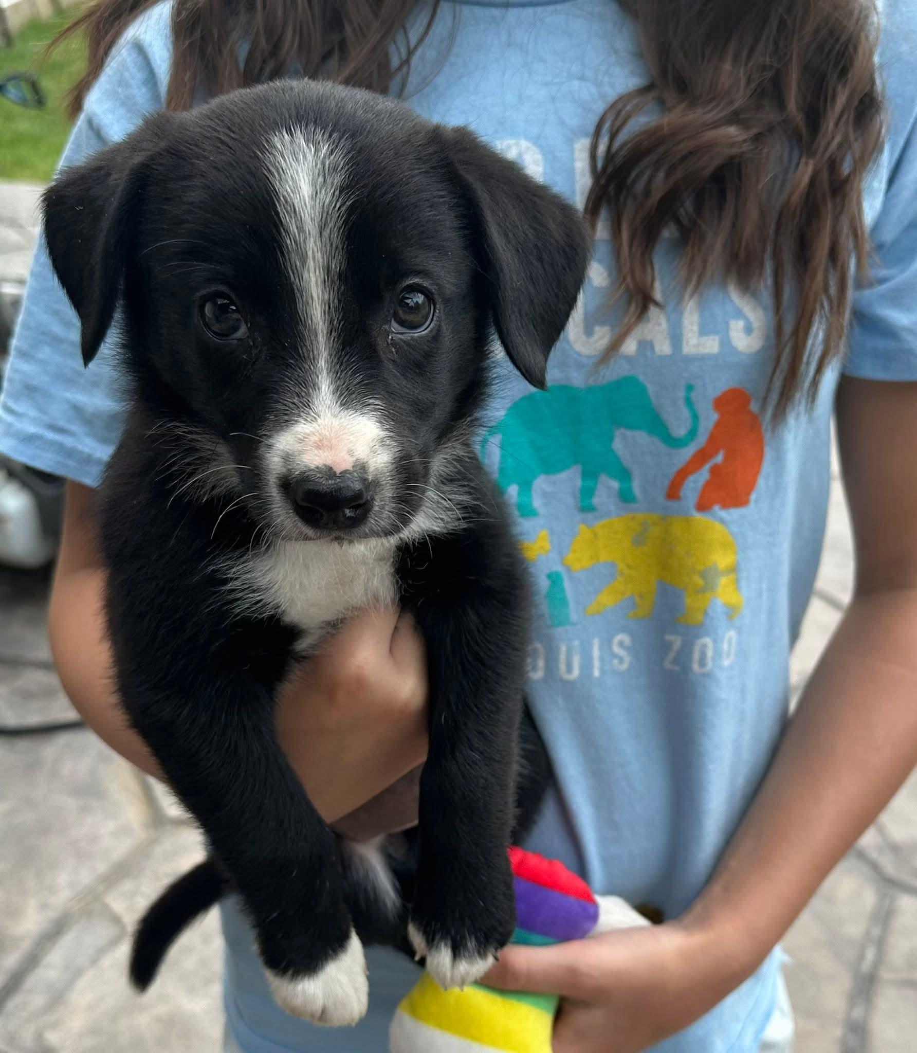 Millie/ Pup A Grey, a Adoptable mixed breed in Mexico, MO image 2/2