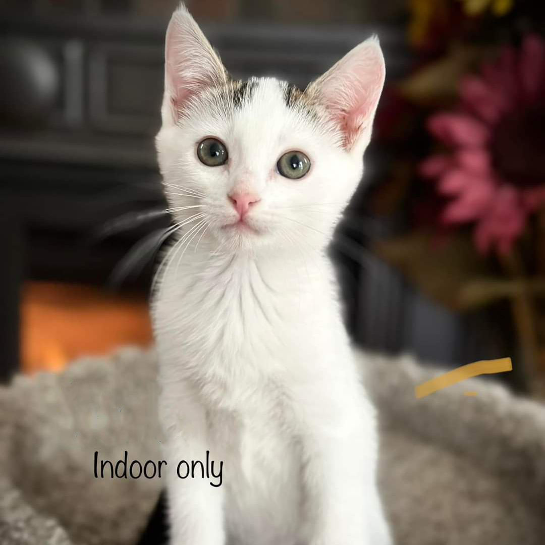 Stella, a Adopted Domestic Short Hair in Greenfield, CA image 1/2