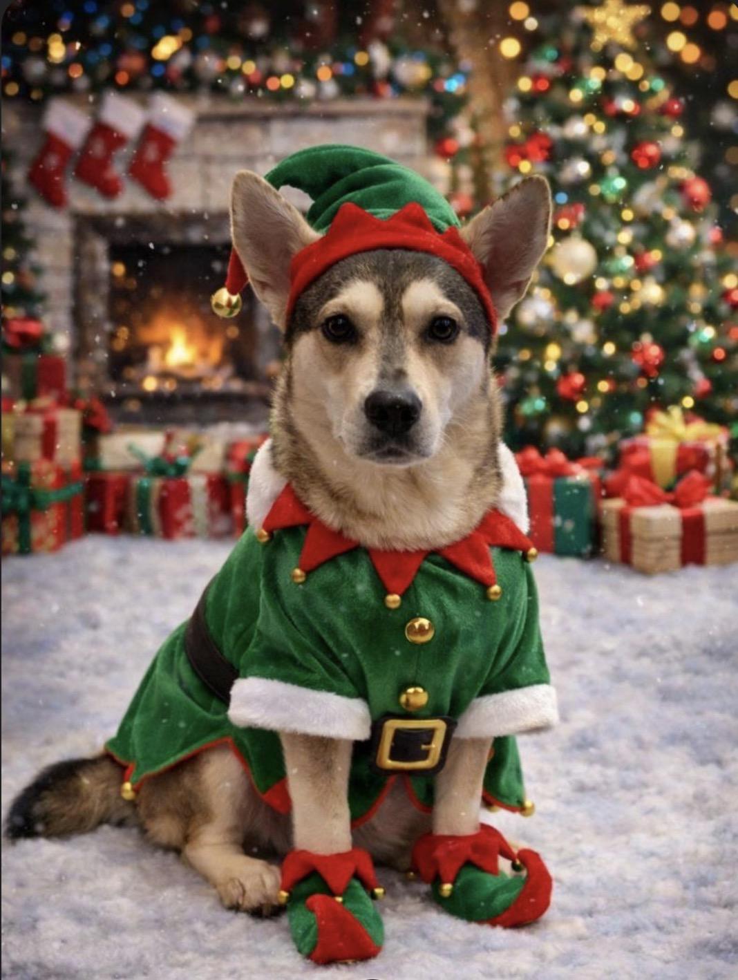 Rune, Adoptable, Adult Female Husky.