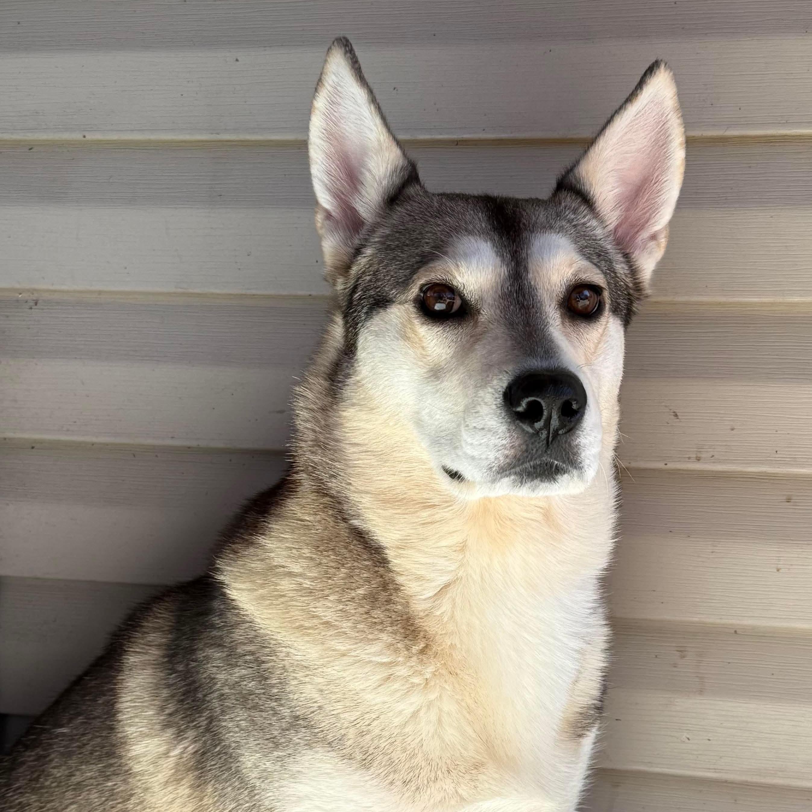 Rune, Adoptable, Adult Female Husky.