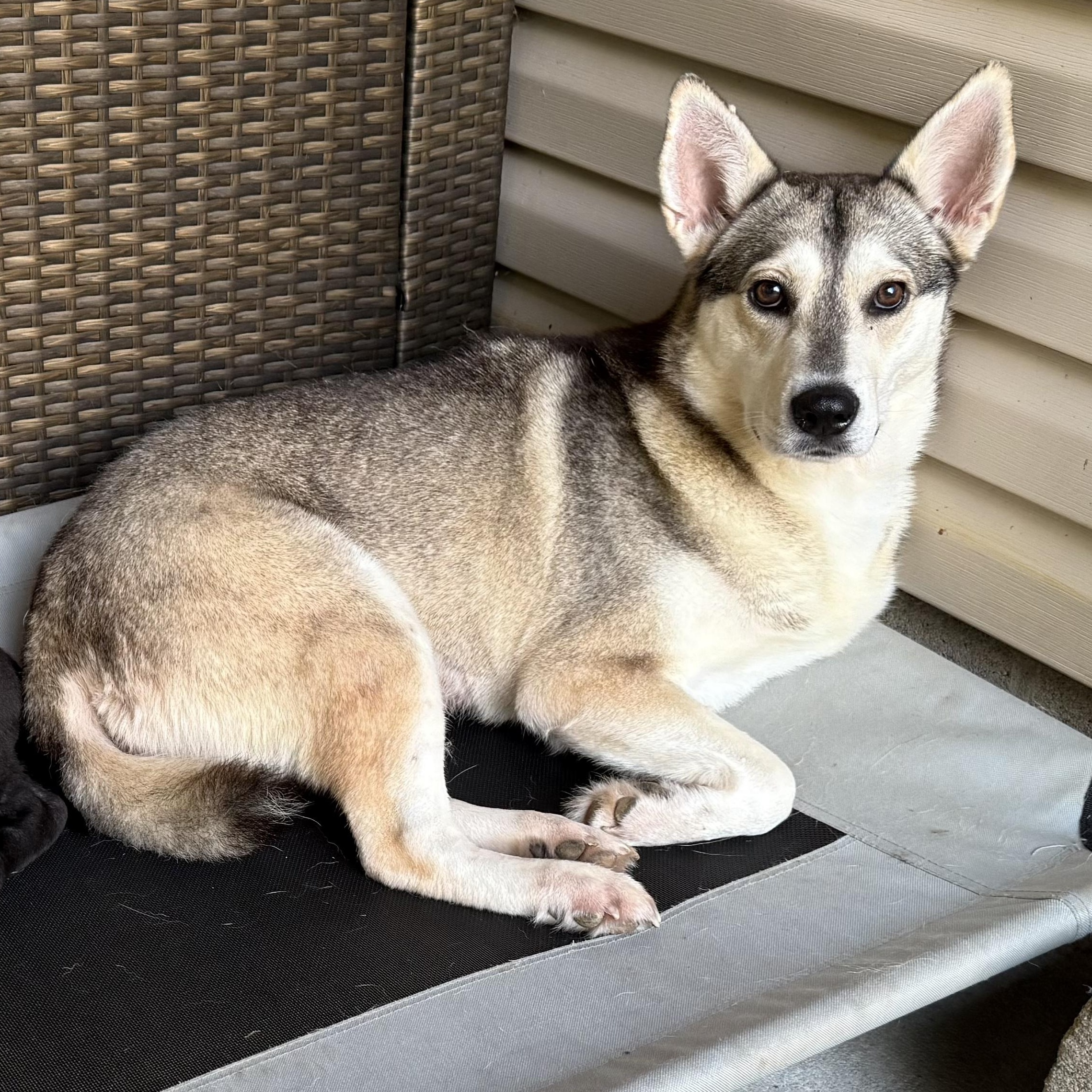Rune, Adoptable, Adult Female Husky.