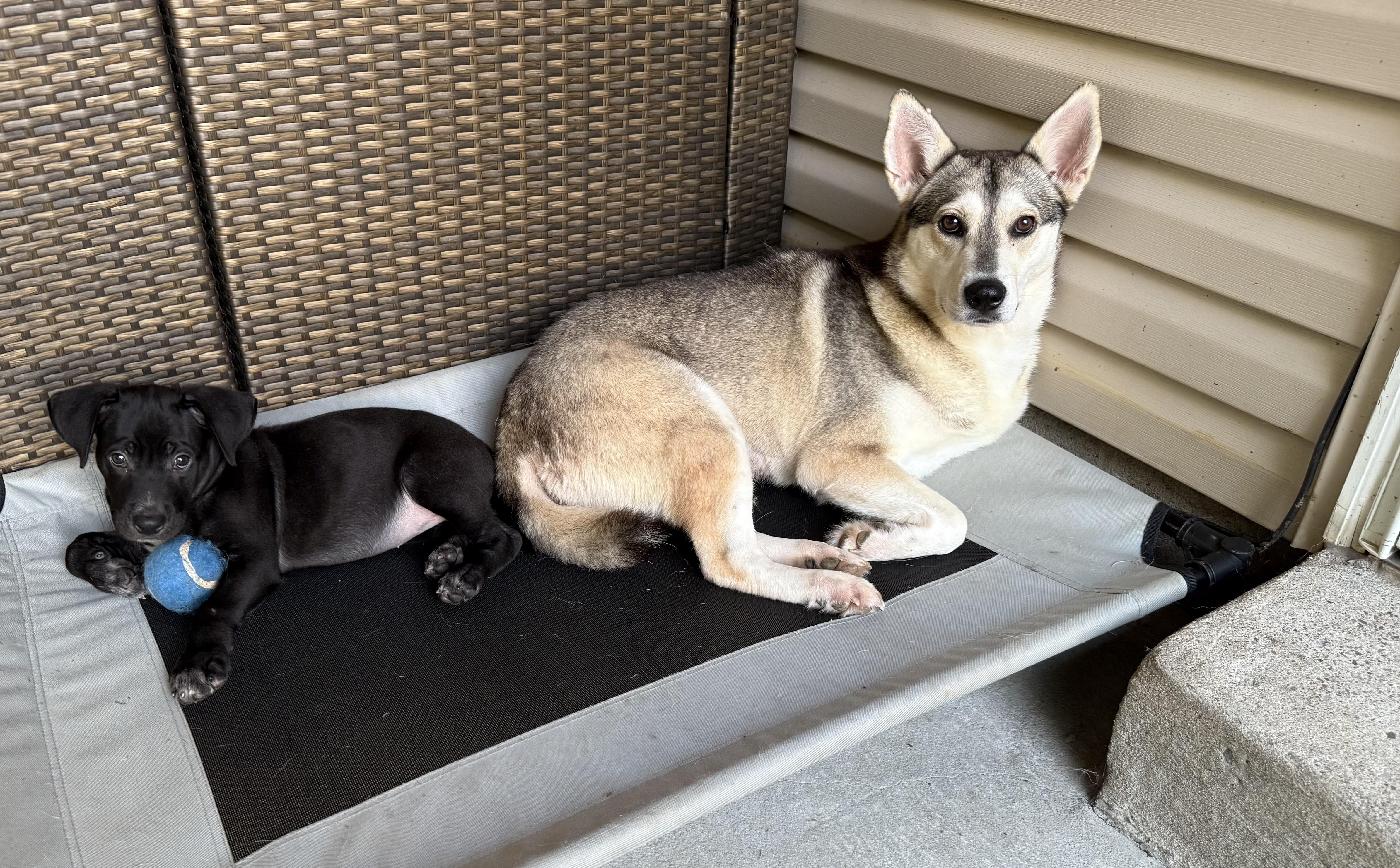Rune, a Adoptable mixed breed in Spring hill, TN image 4/6