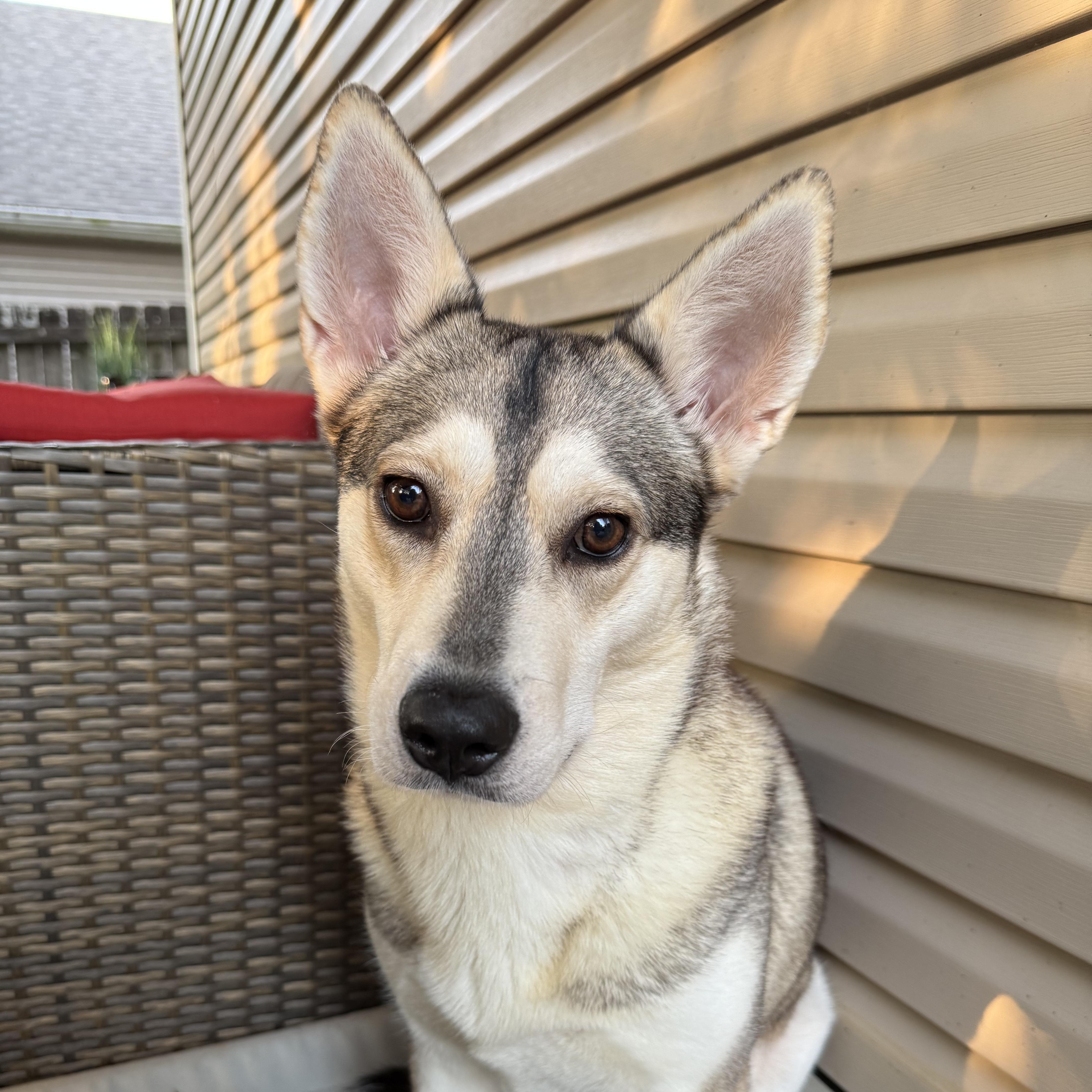 Rune, Adoptable, Adult Female Husky.