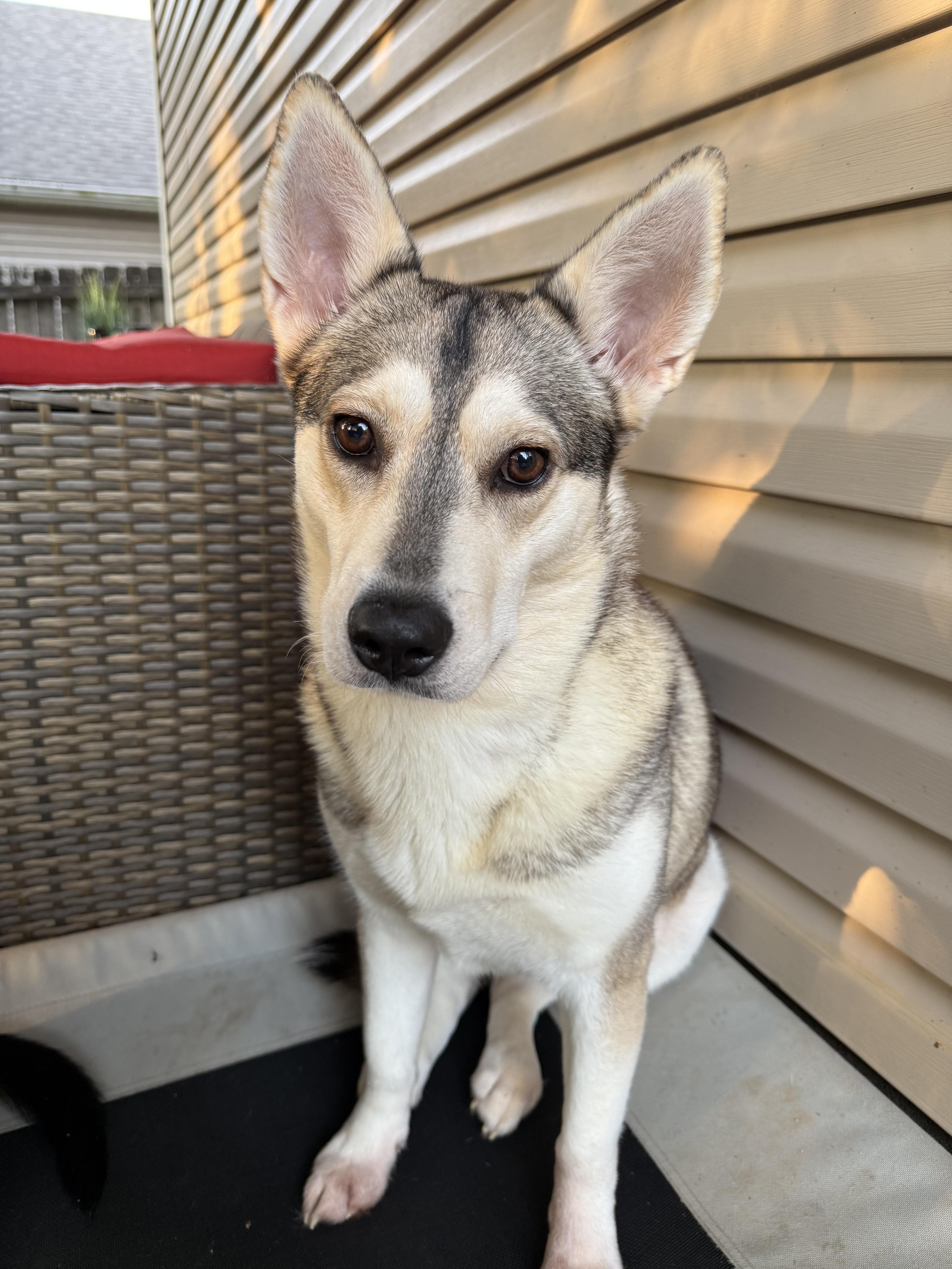 Rune, a Adoptable mixed breed in Spring hill, TN image 3/6