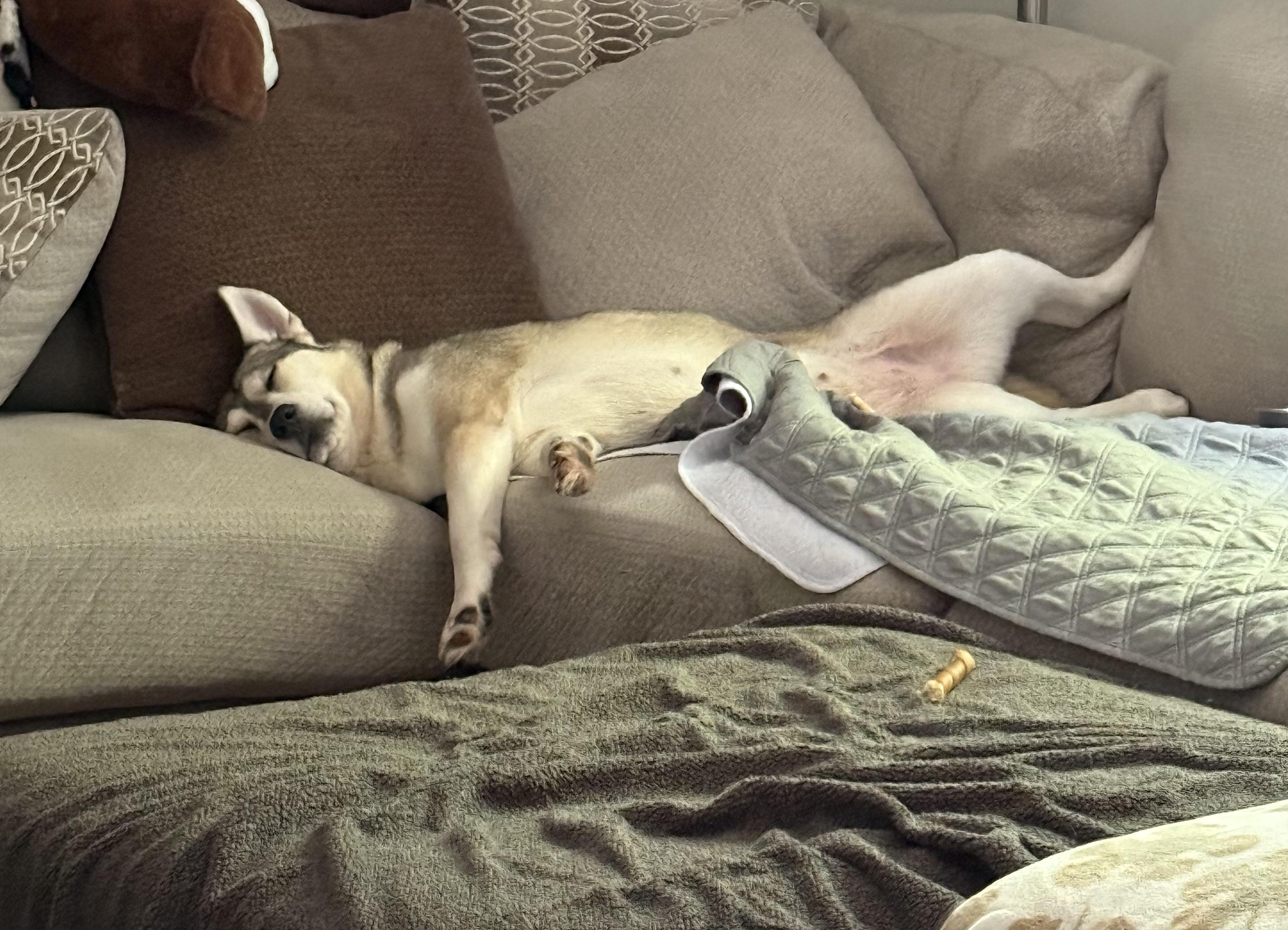 Rune, a Adoptable mixed breed in Spring hill, TN image 5/6