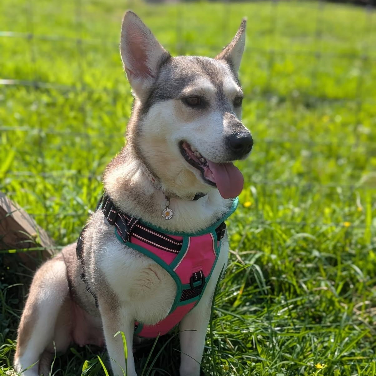 Rune, Adoptable, Adult Female Husky.