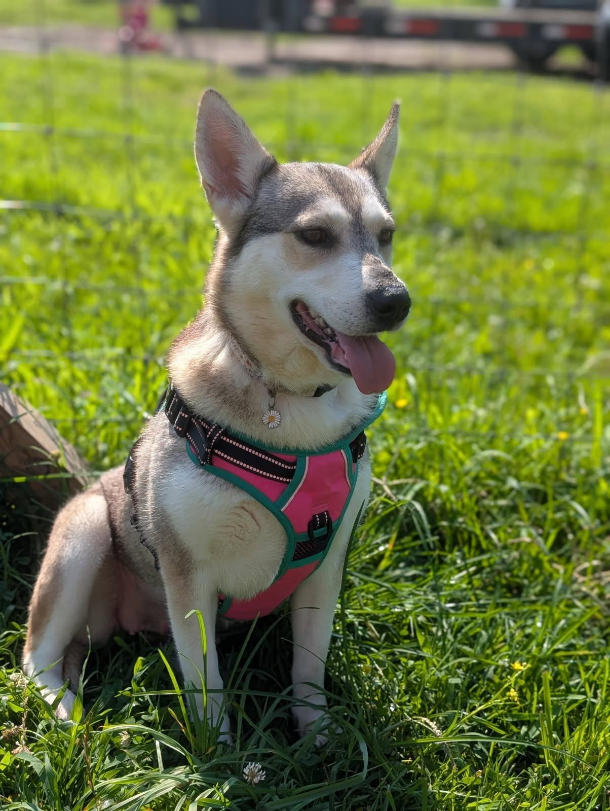 Rune, a Adoptable mixed breed in Spring hill, TN image 6/6