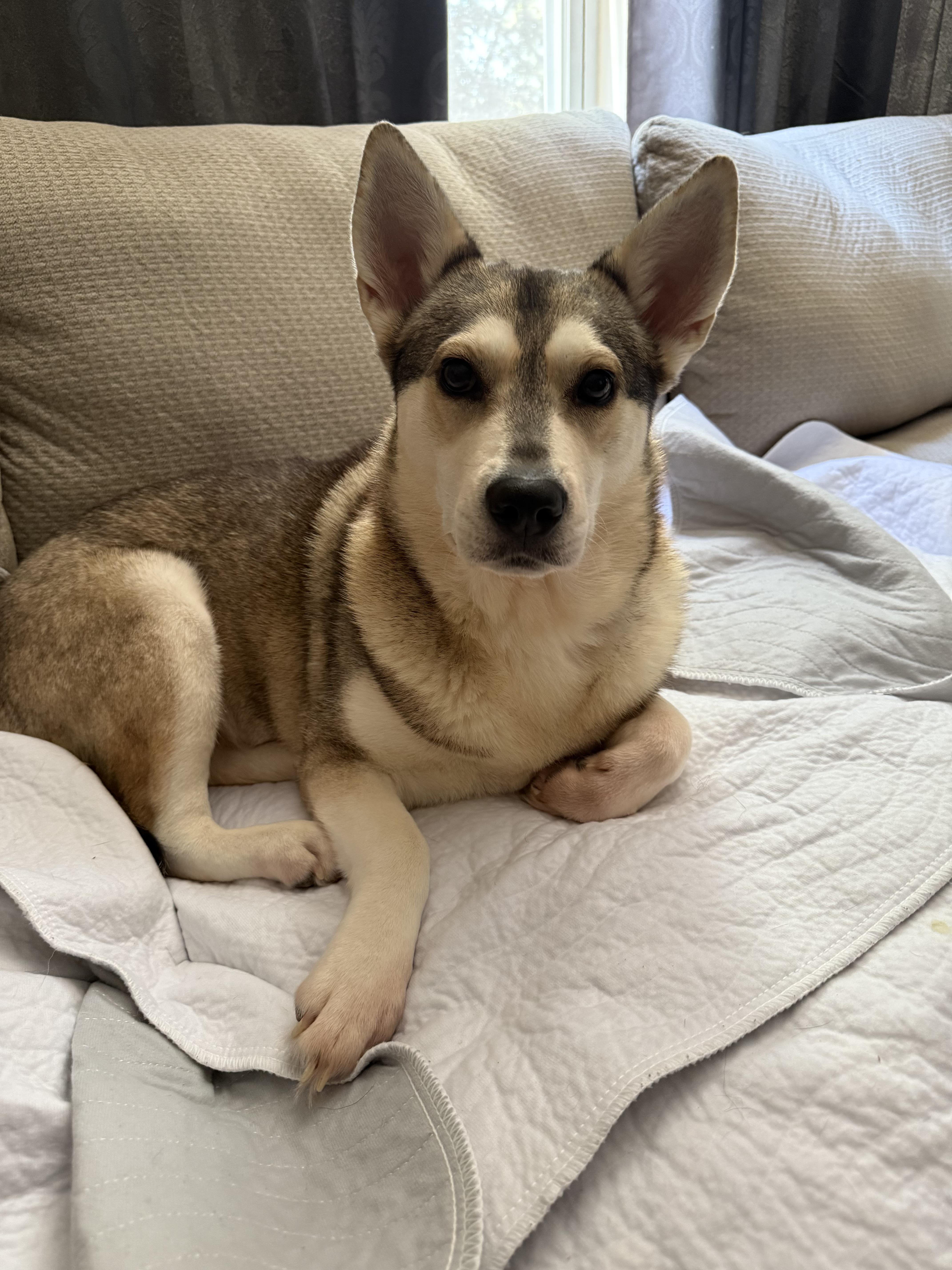 Rune, Adoptable, Adult Female Husky.