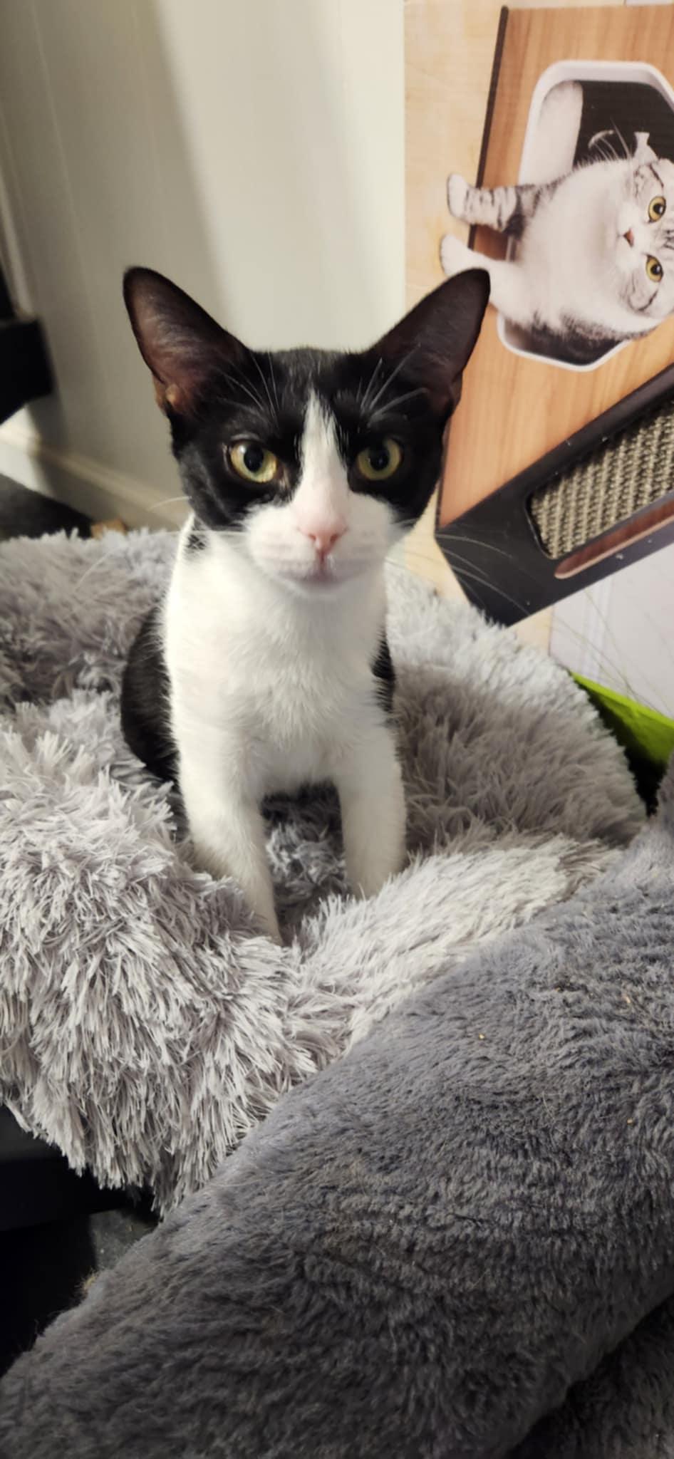 Dottie, a Adoptable mixed breed in Ann Arbor, MI image 2/4