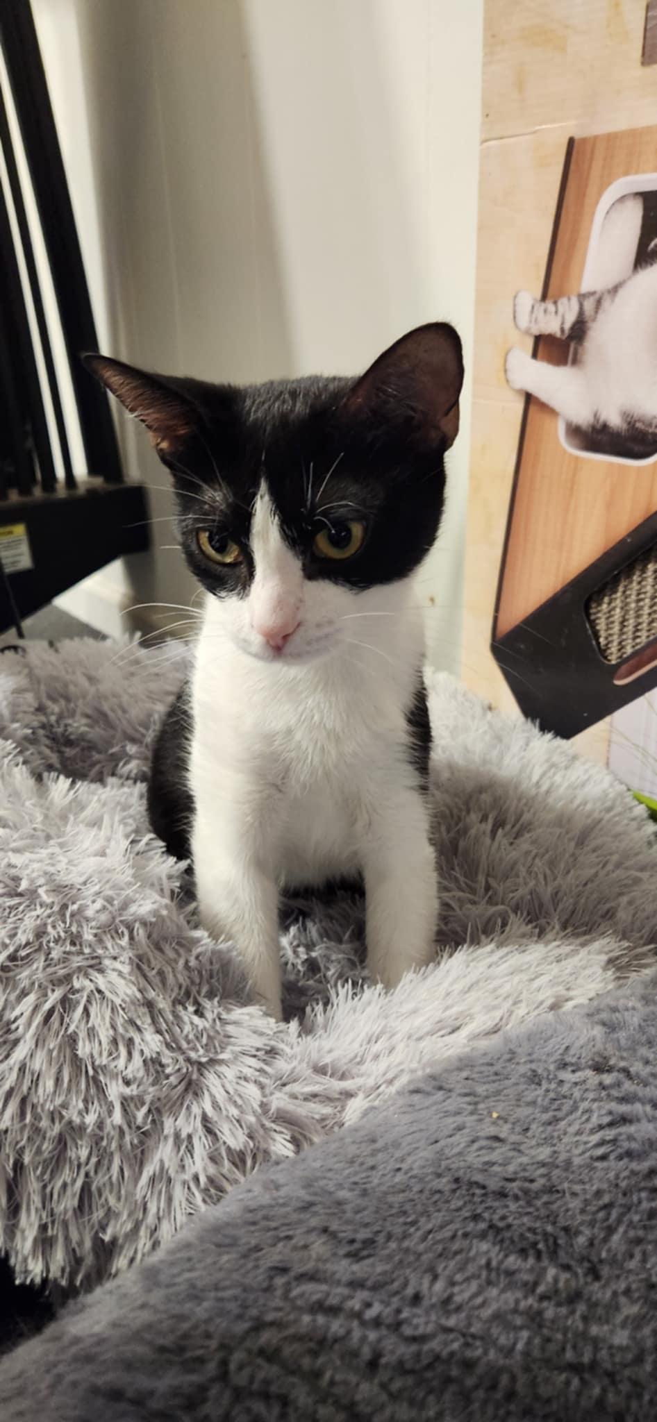 Dottie, a Adoptable mixed breed in Ann Arbor, MI image 3/4