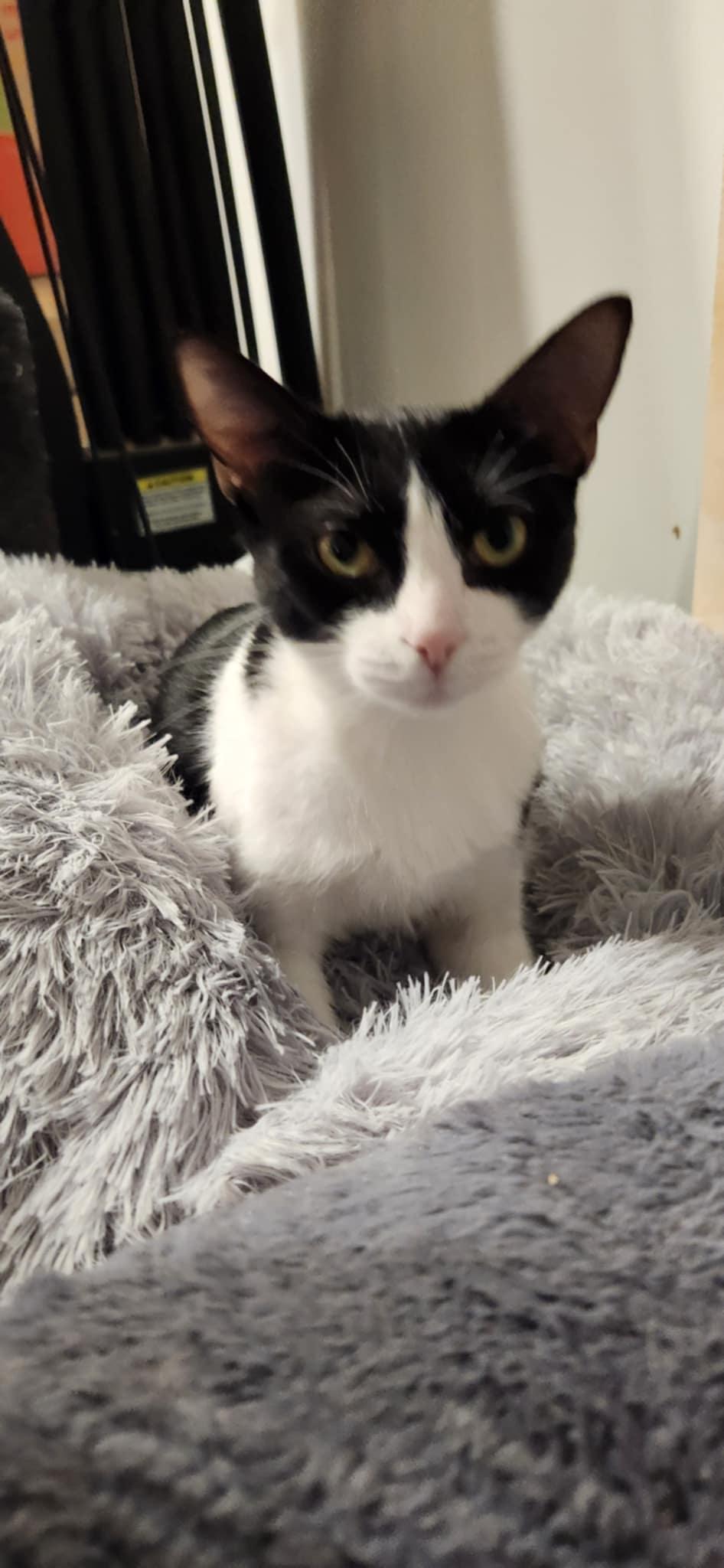 Dottie, a Adoptable mixed breed in Ann Arbor, MI image 4/4