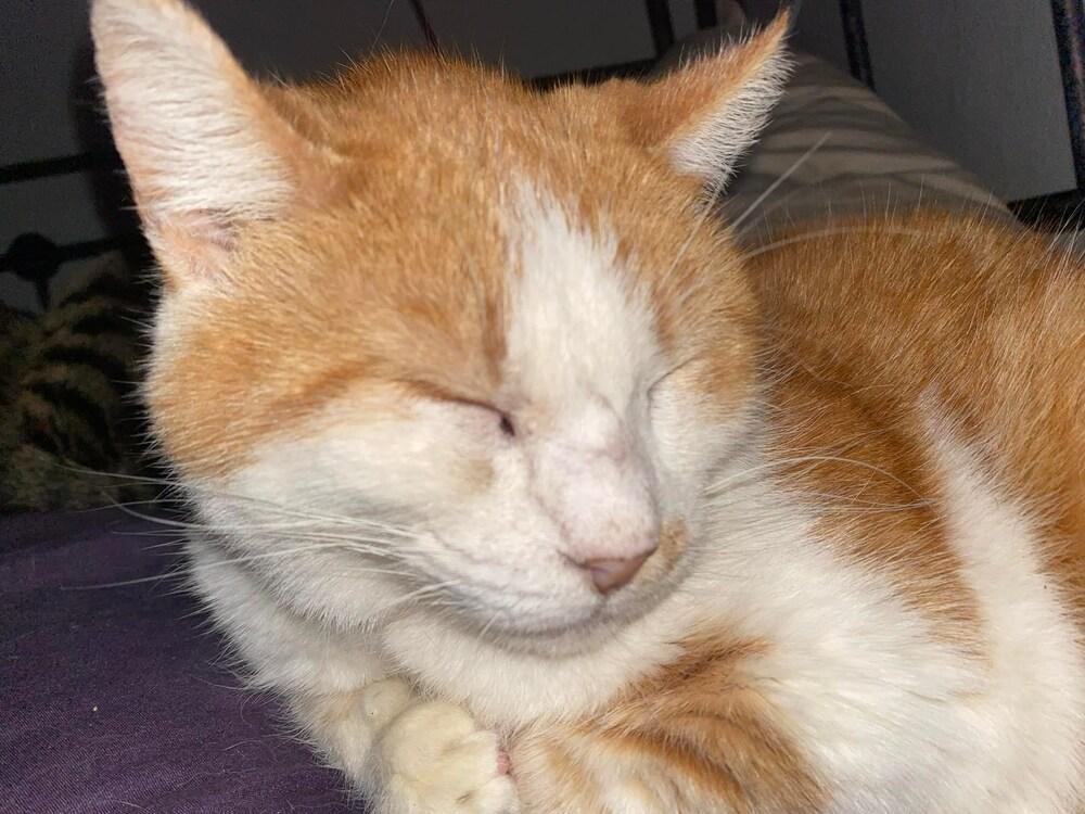 Buddy, Adopted, Senior Male Domestic Short Hair.