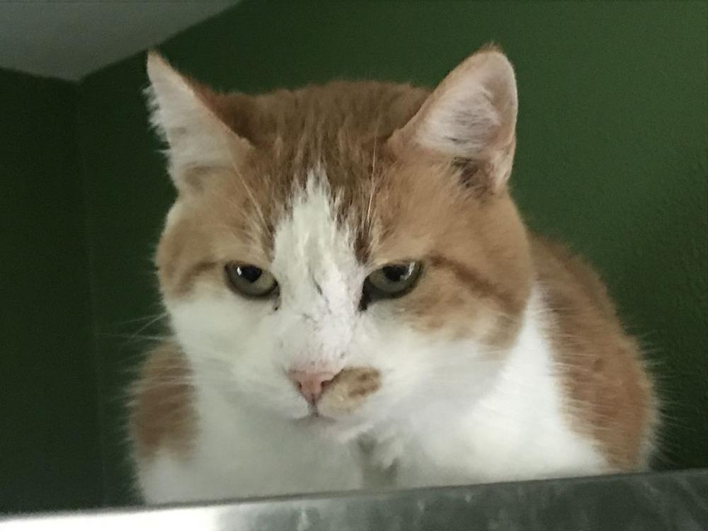 Enlarge Buddy, a Adopted Domestic Short Hair in Dayton, OH image 2/6