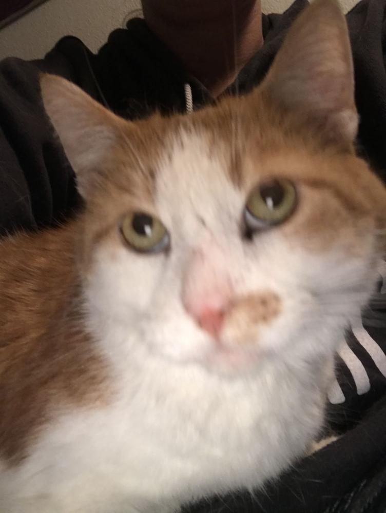 Enlarge Buddy, a Adopted Domestic Short Hair in Dayton, OH image 3/6