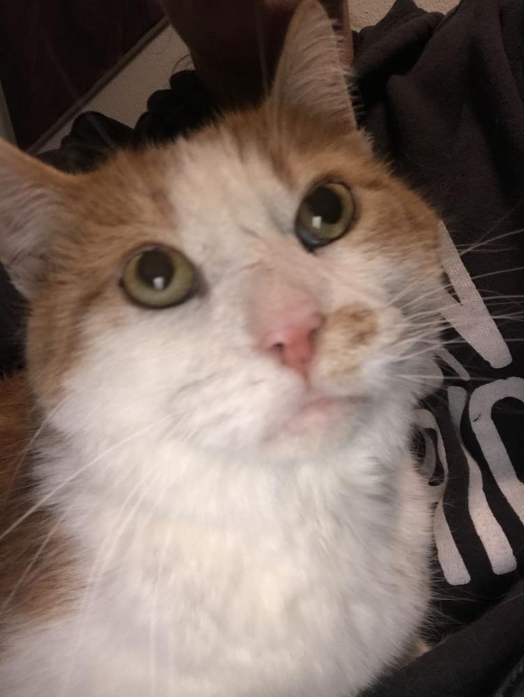 Enlarge Buddy, a Adopted Domestic Short Hair in Dayton, OH image 4/6