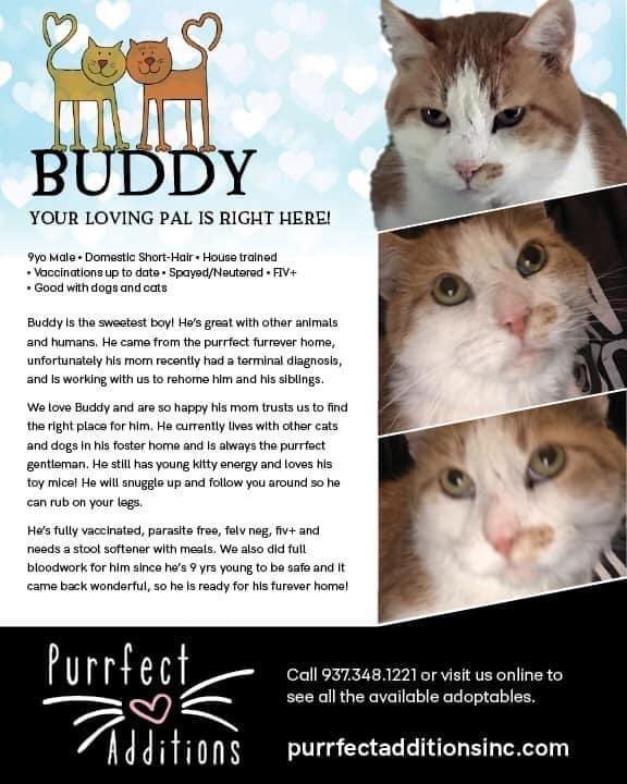 Enlarge Buddy, a Adopted Domestic Short Hair in Dayton, OH image 5/6