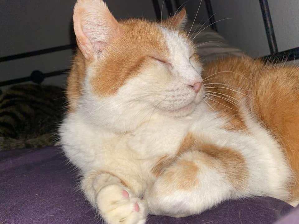 Enlarge Buddy, a Adopted Domestic Short Hair in Dayton, OH image 6/6