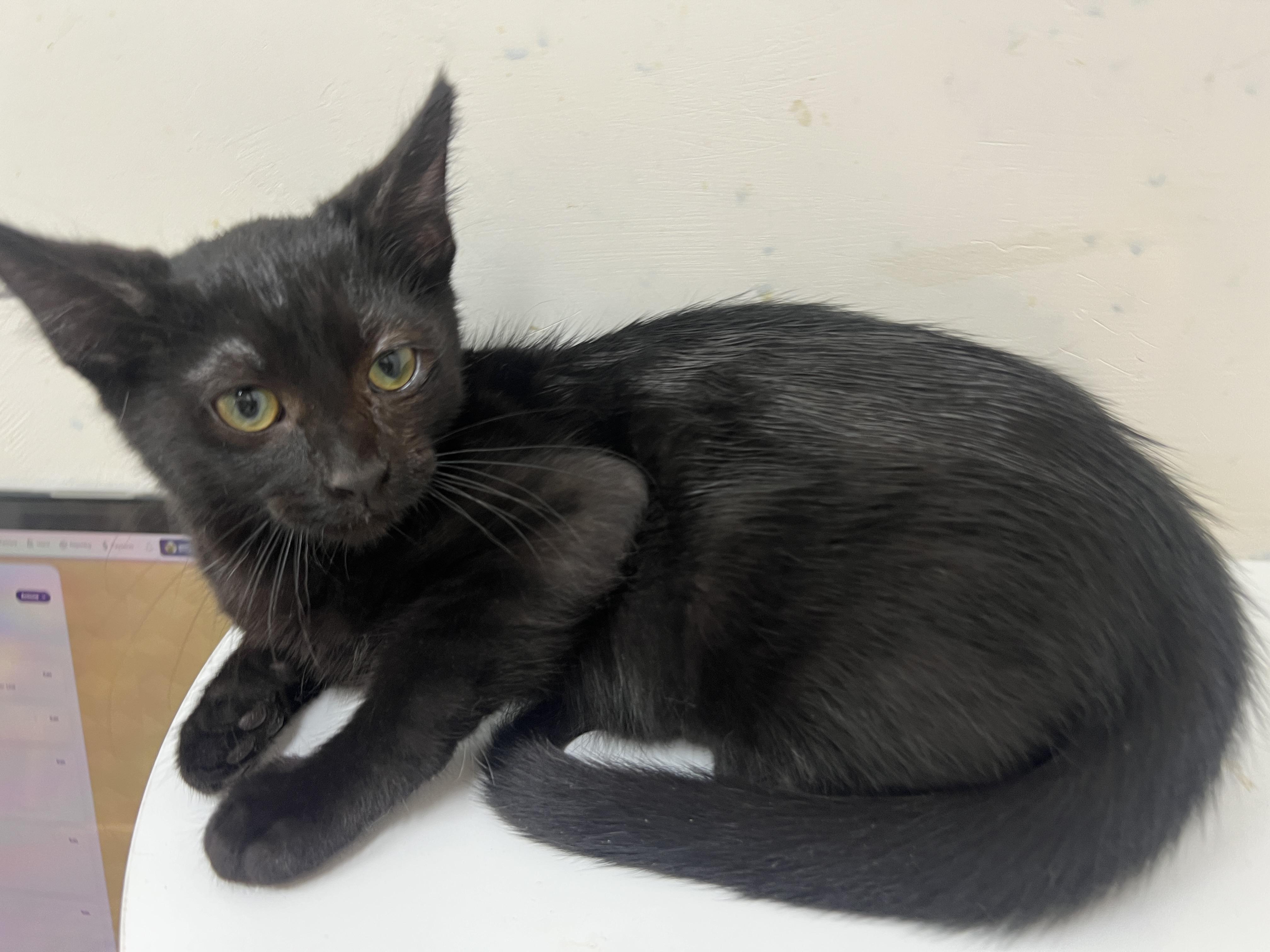 Goldie, a Adoptable Domestic Short Hair in chino, CA image 5/6