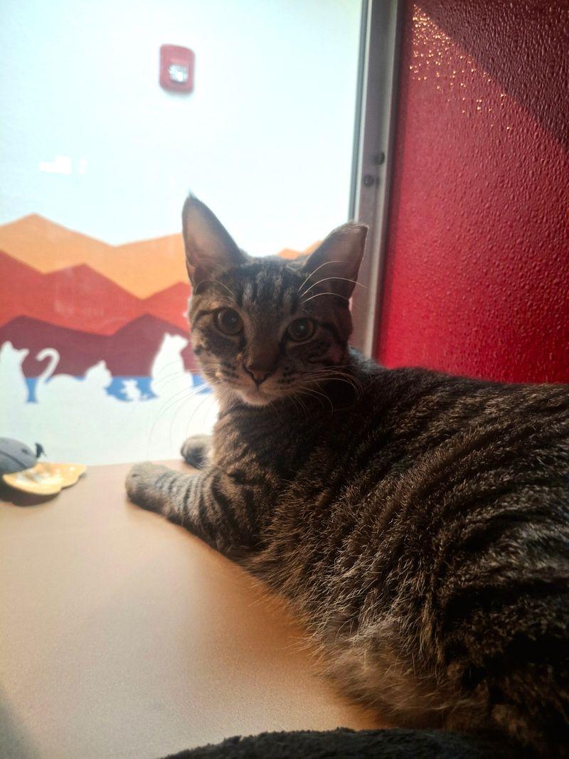 Enlarge Earl grey, a Adoptable Domestic Short Hair in Lake Havasu City, AZ image 1/3