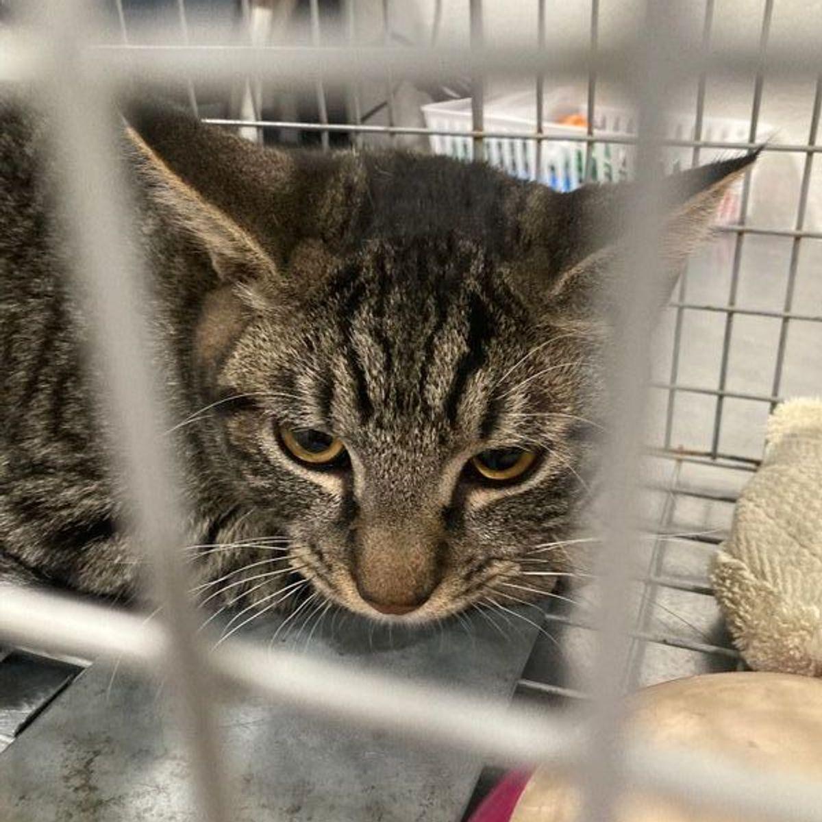 Enlarge Earl grey, a Adoptable Domestic Short Hair in Lake Havasu City, AZ image 1/2