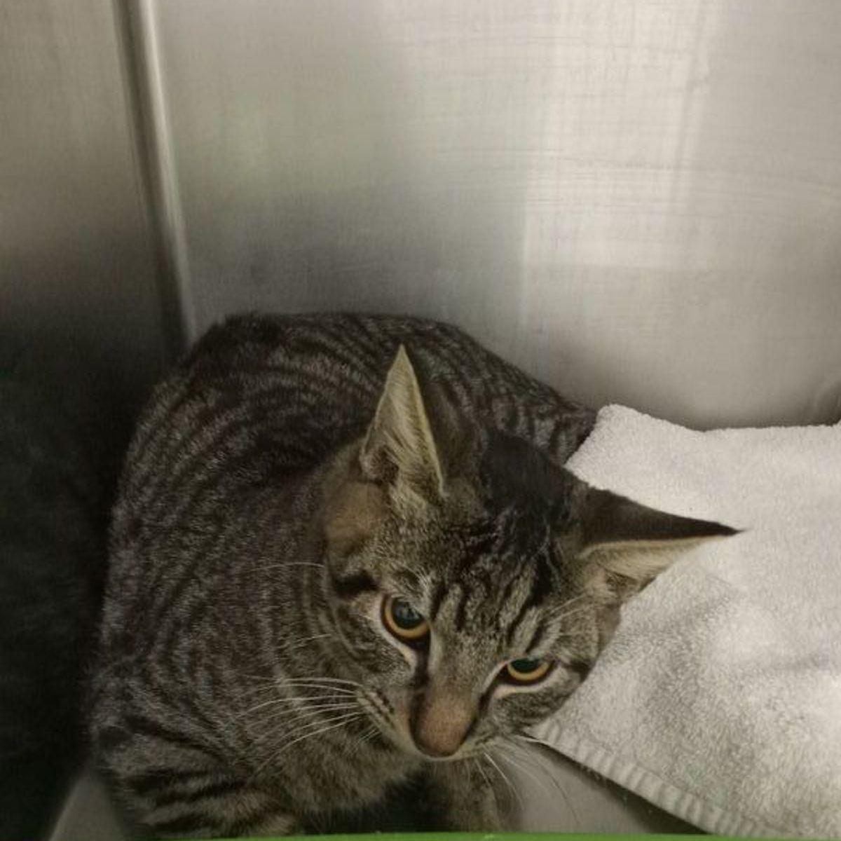 Enlarge Earl grey, a Adoptable Domestic Short Hair in Lake Havasu City, AZ image 2/2