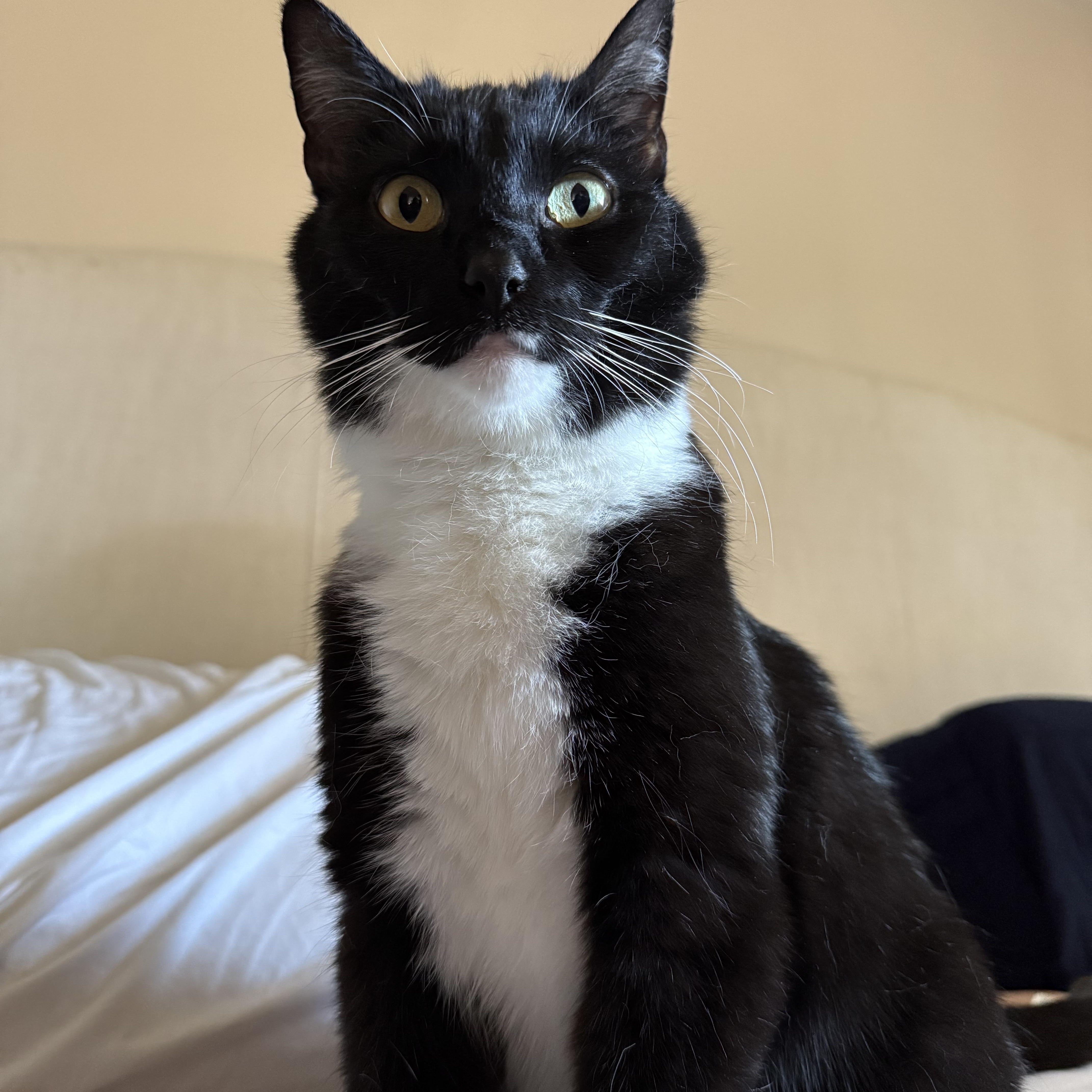 Enlarge Isabelle, a ADOPTABLE Tuxedo in BURNABY, BC image 1/1