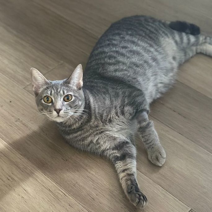 Ziggy, Young Female Domestic Short Hair