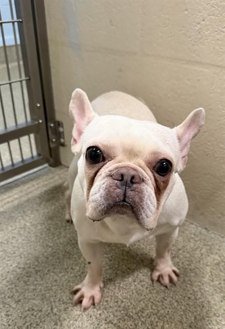 NIKITA, Adoptable, Adult Female French Bulldog.