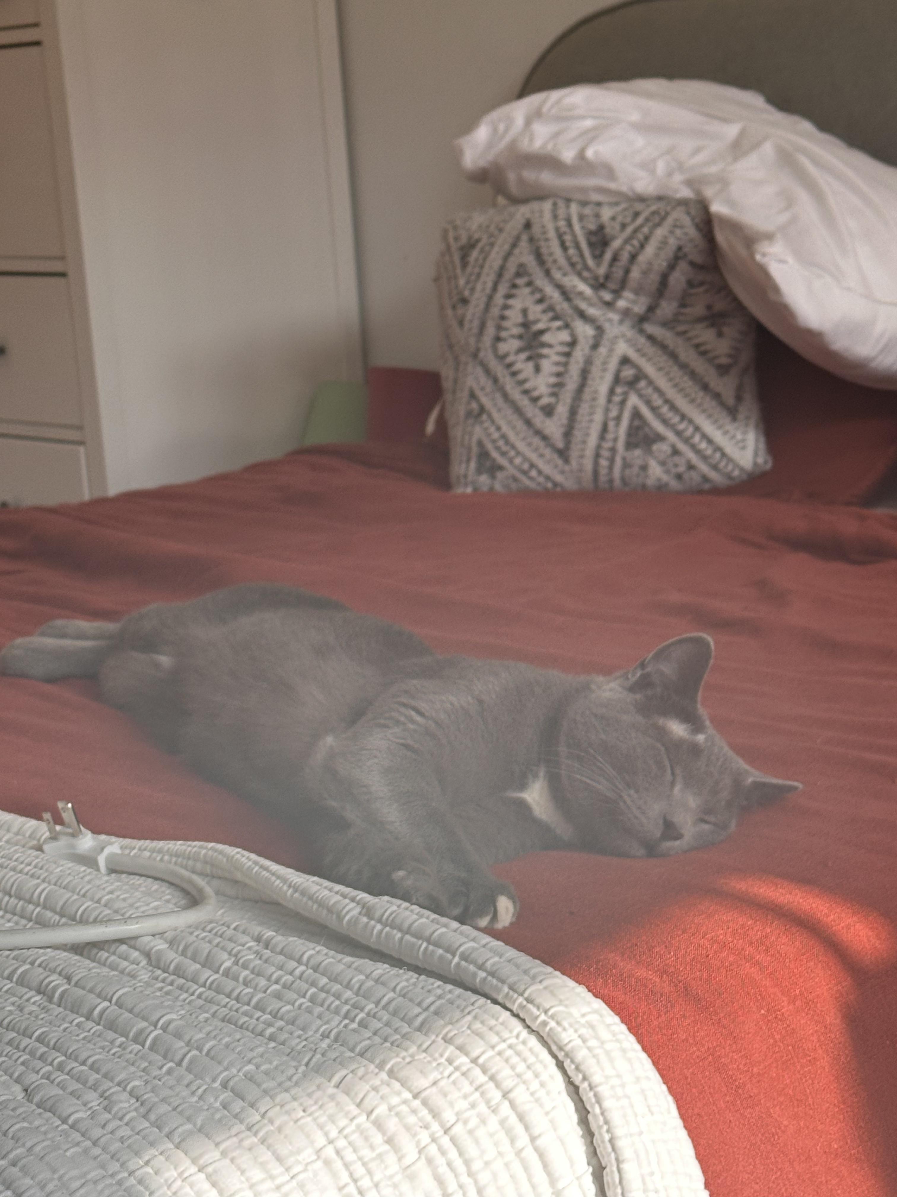 Enlarge Paulie Peanuts, an adopted Domestic Short Hair in Brooklyn, NY image 4/6