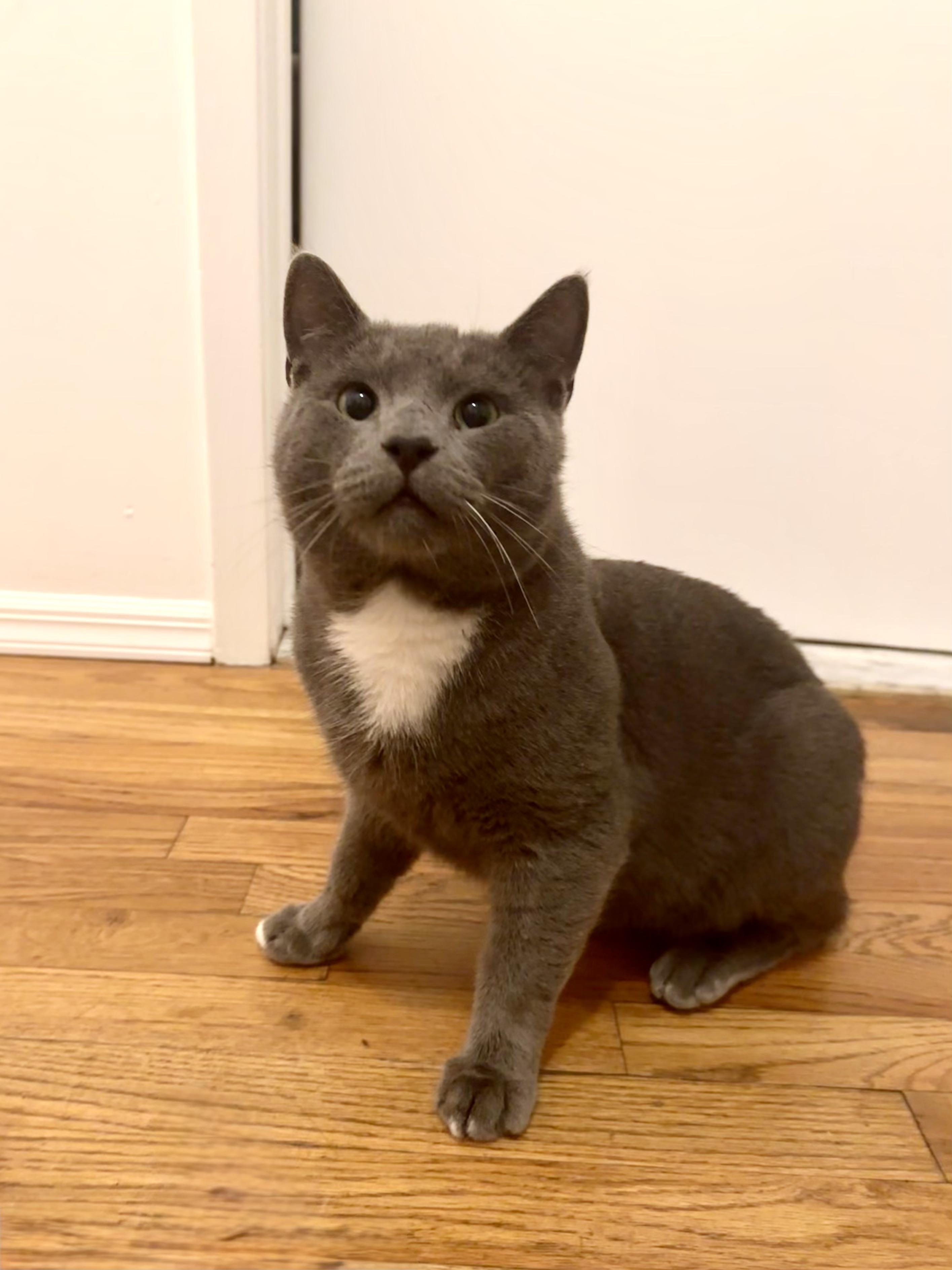 Enlarge Paulie Peanuts, an adopted Domestic Short Hair in Brooklyn, NY image 2/6