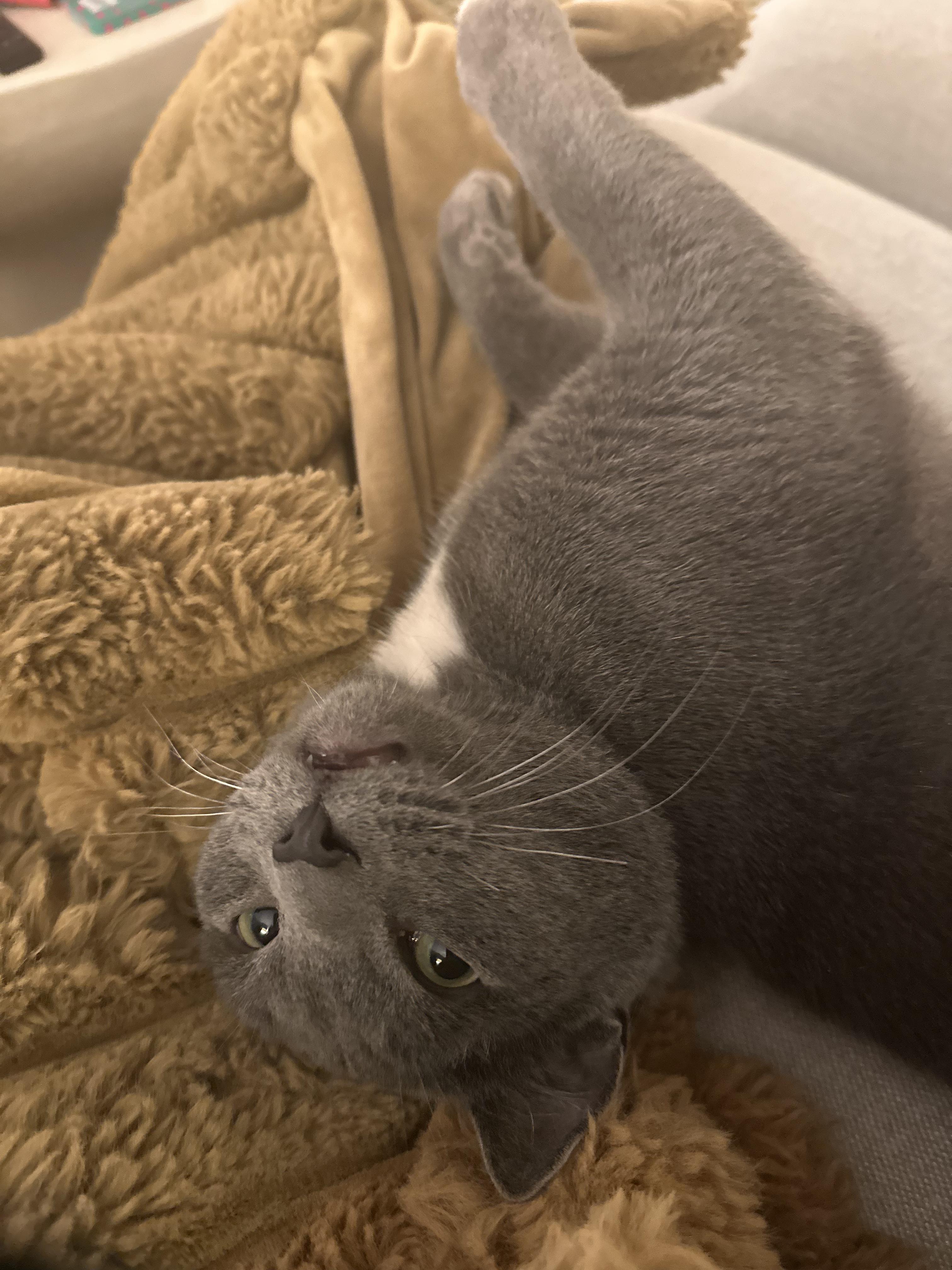 Enlarge Paulie Peanuts, an adopted Domestic Short Hair in Brooklyn, NY image 5/6