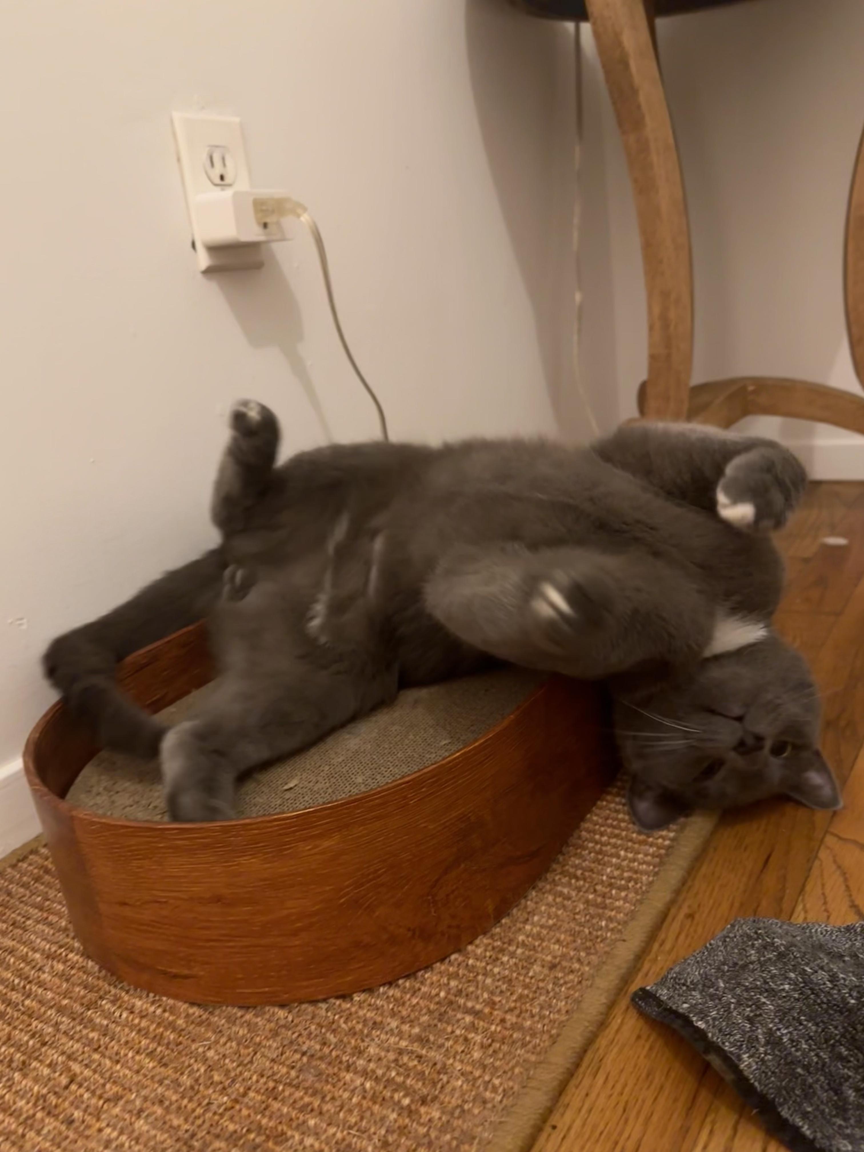 Enlarge Paulie Peanuts, an adopted Domestic Short Hair in Brooklyn, NY image 6/6