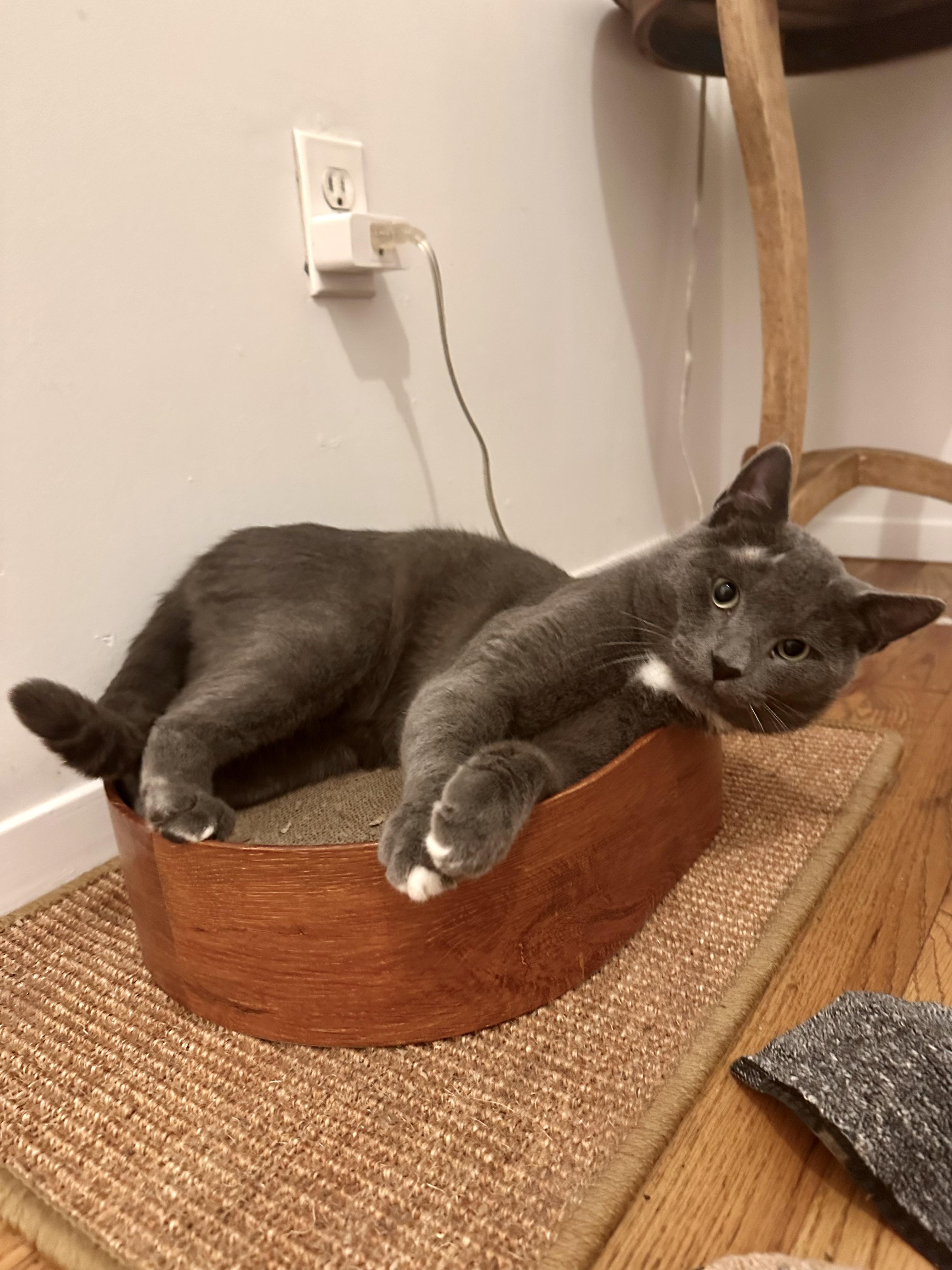 Enlarge Paulie Peanuts, an adopted Domestic Short Hair in Brooklyn, NY image 3/6