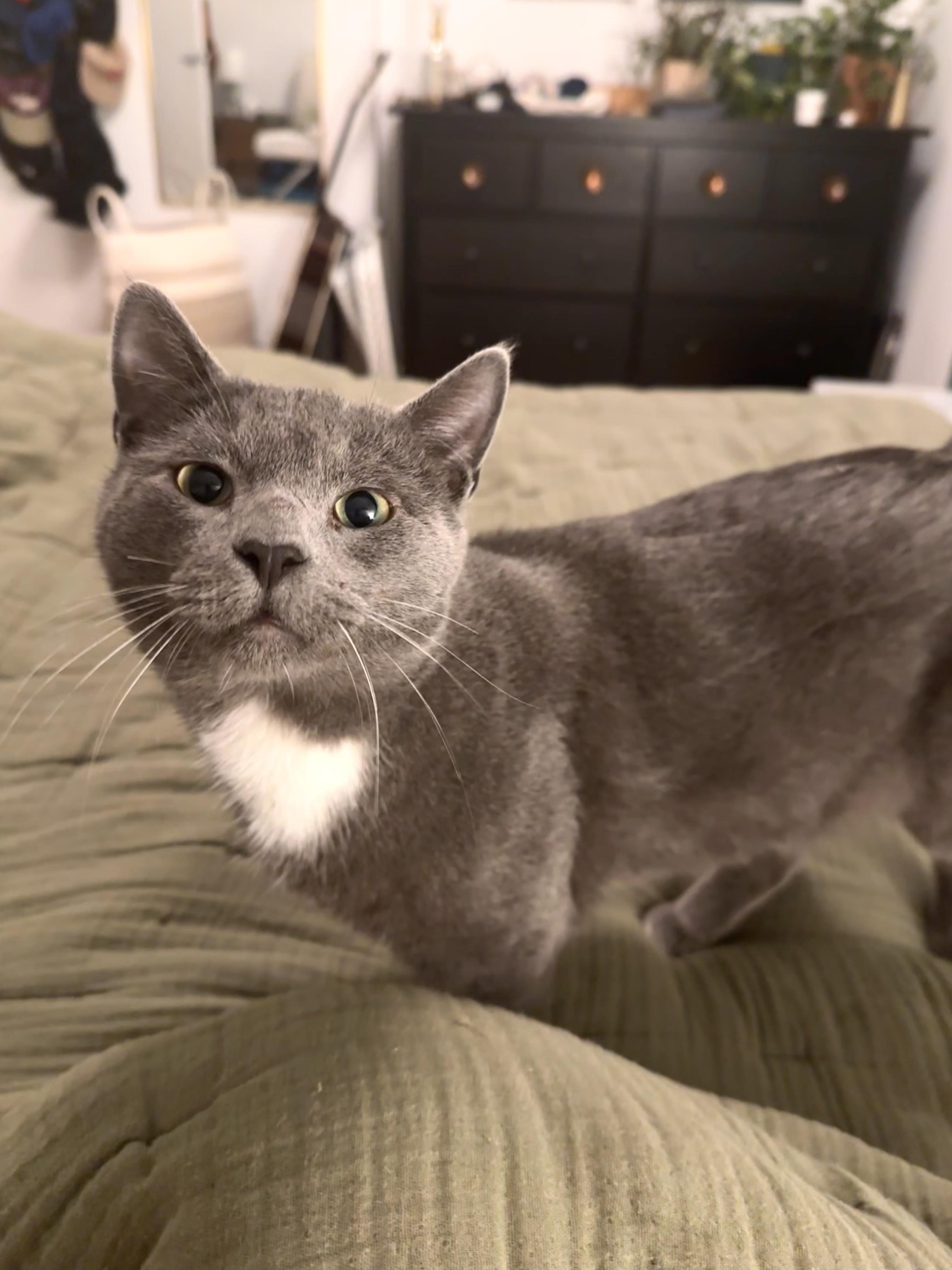 Enlarge Paulie Peanuts, an adopted Domestic Short Hair in Brooklyn, NY image 1/6