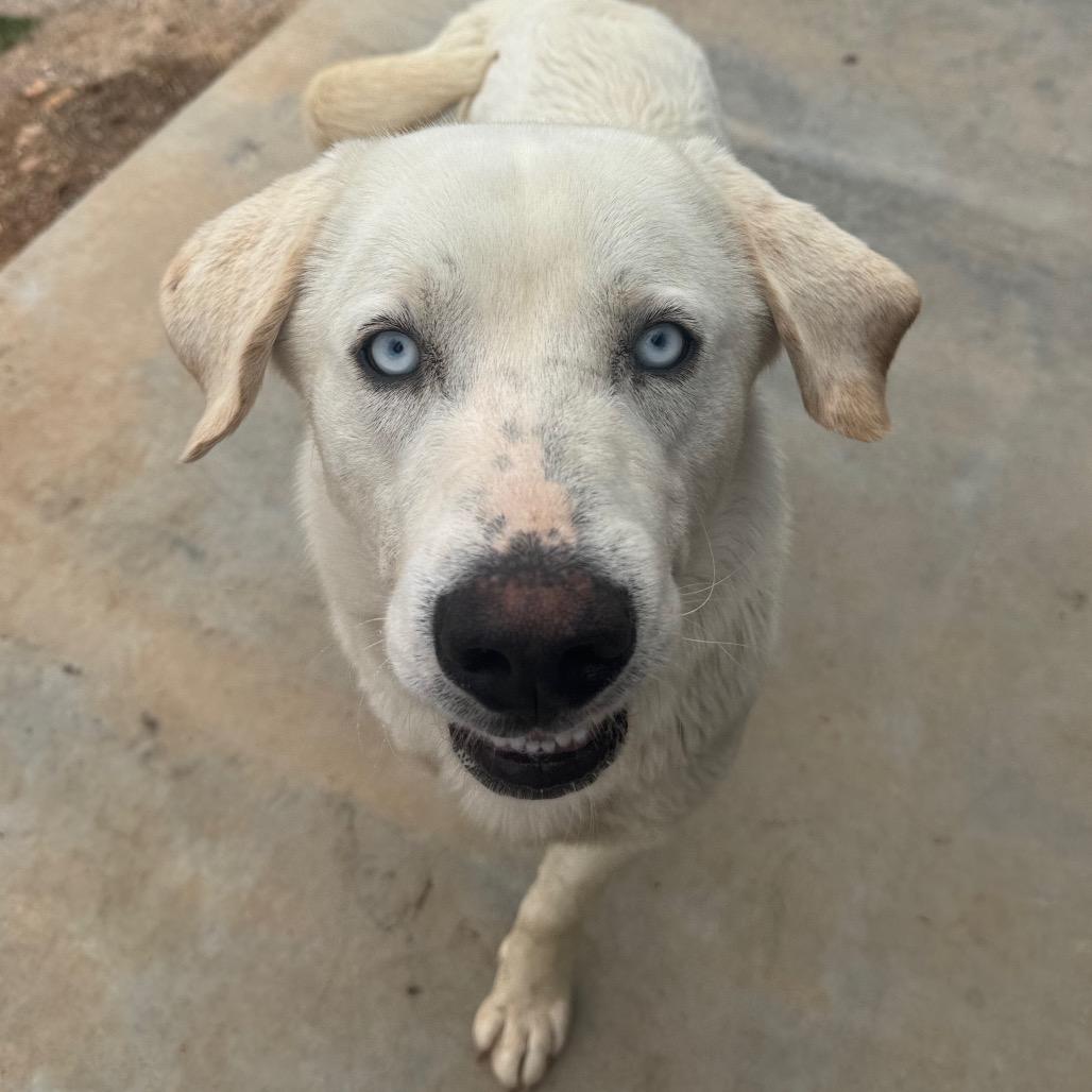 Vanilla Ice, Adoptable, Adult Male Labrador Retriever & Great Pyrenees.