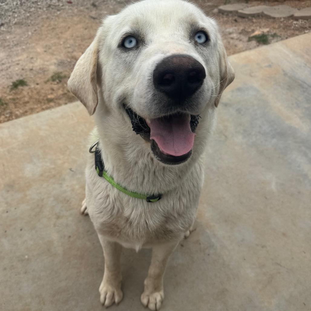 Vanilla Ice, a Adoptable mixed breed in Pineville, MO image 2/6