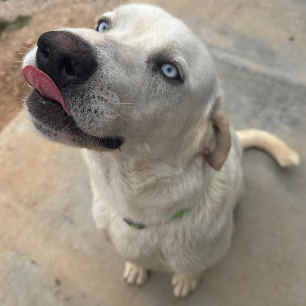 Vanilla Ice, a Adoptable mixed breed in Pineville, MO image 3/6