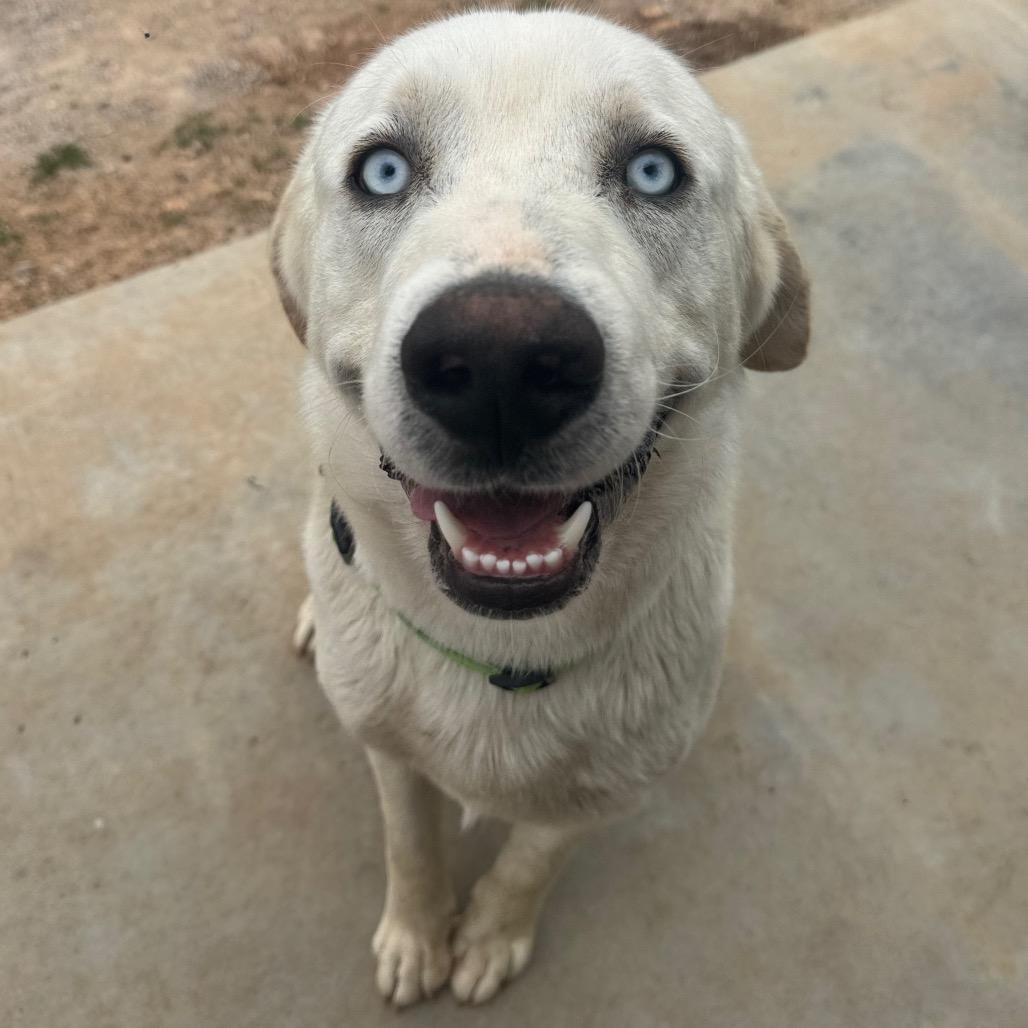 Vanilla Ice, a Adoptable mixed breed in Pineville, MO image 4/6