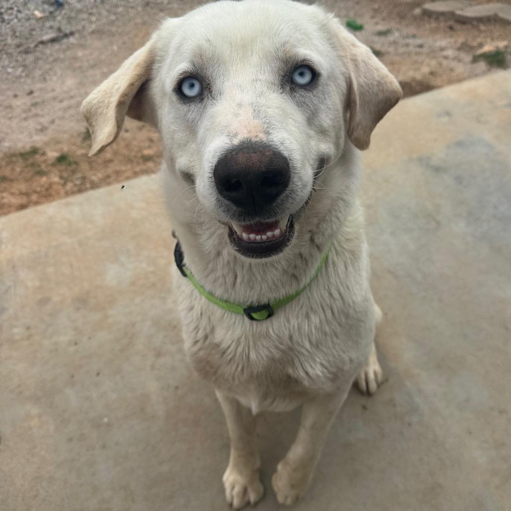 Vanilla Ice, a Adoptable mixed breed in Pineville, MO image 5/6
