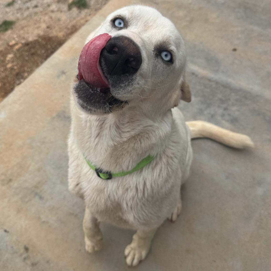 Vanilla Ice, a Adoptable mixed breed in Pineville, MO image 6/6