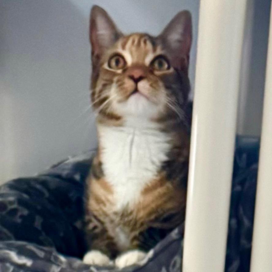 Kimchi — thumbnail 2