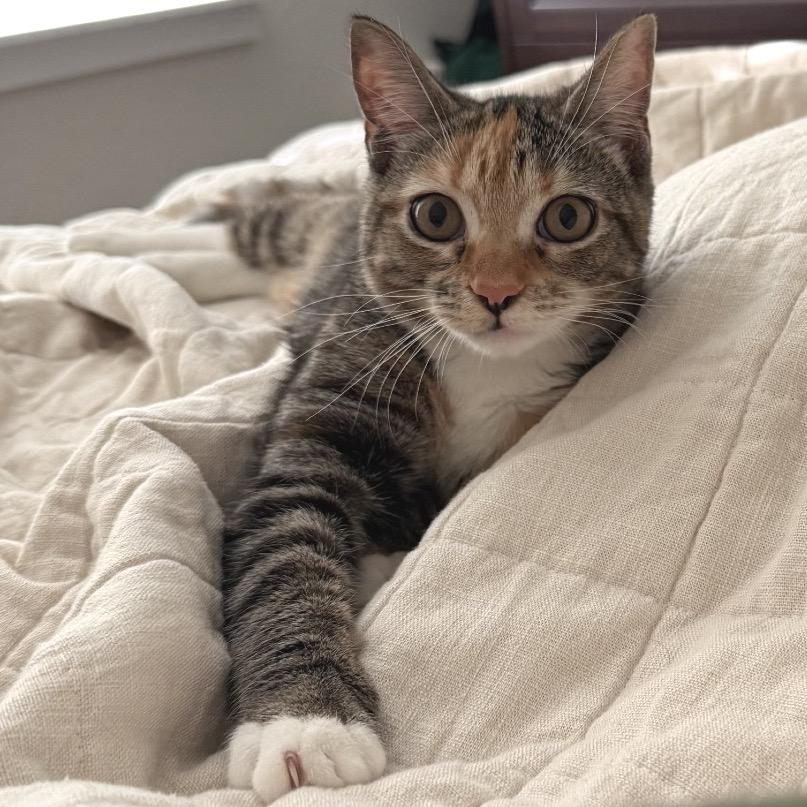 Kimchi — thumbnail 4