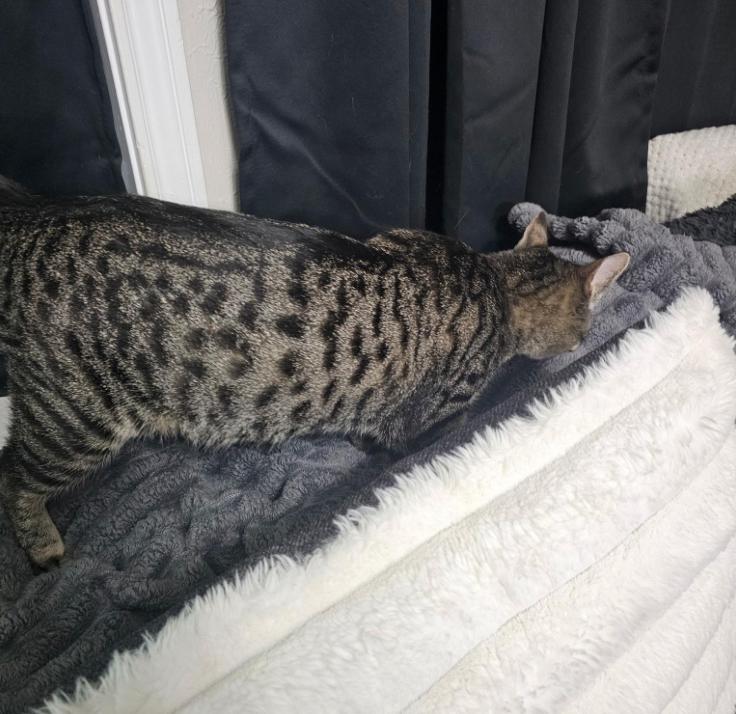 Enlarge Novi, a Adoptable Domestic Short Hair in Warwick, RI image 5/5