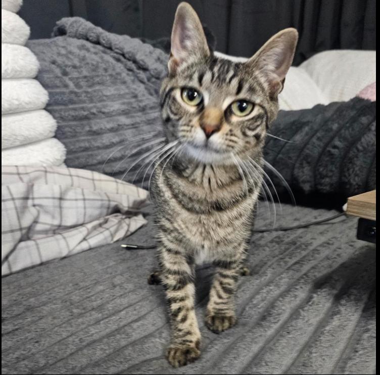 Novi, Adoptable, Young Female Domestic Short Hair.
