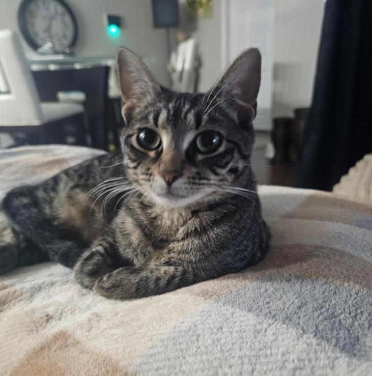 Enlarge Novi, a Adoptable Domestic Short Hair in Warwick, RI image 4/5