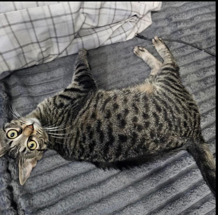 Enlarge Novi, a Adoptable Domestic Short Hair in Warwick, RI image 3/5