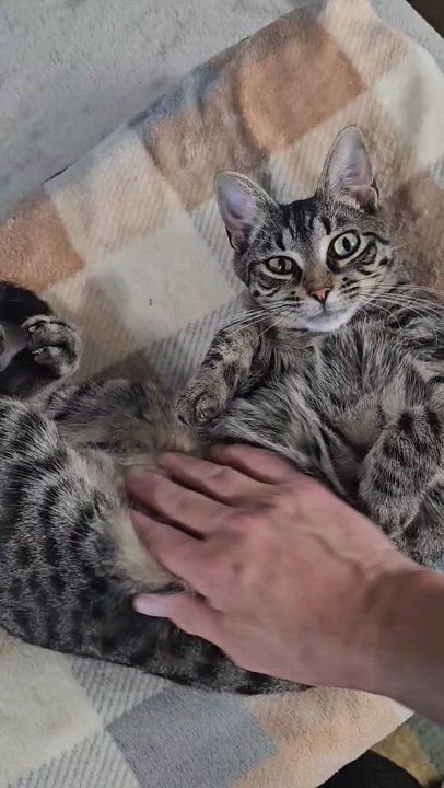 Enlarge Novi, a Adoptable Domestic Short Hair in Warwick, RI video 2/5