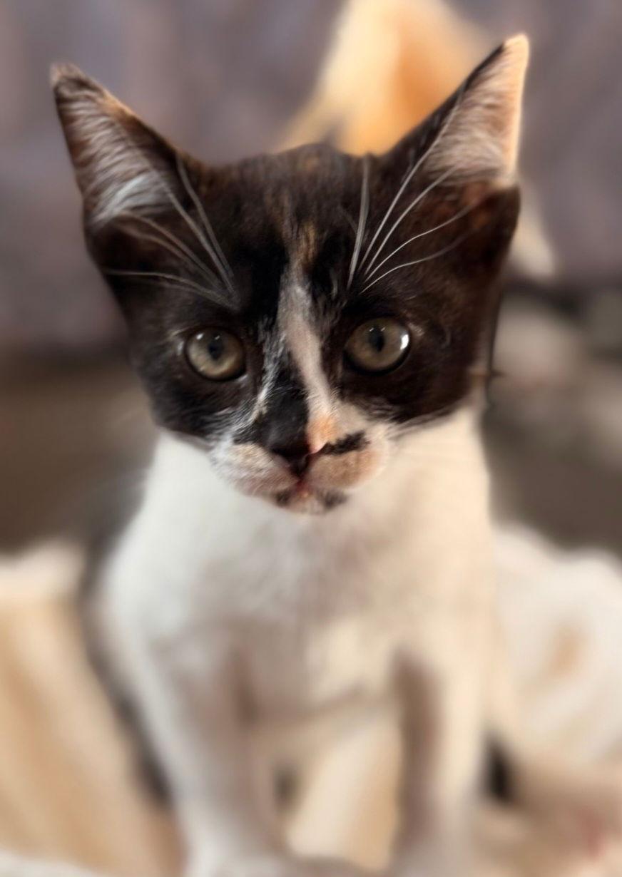 Summit, Adoptable, Kitten Female Domestic Short Hair & Calico.