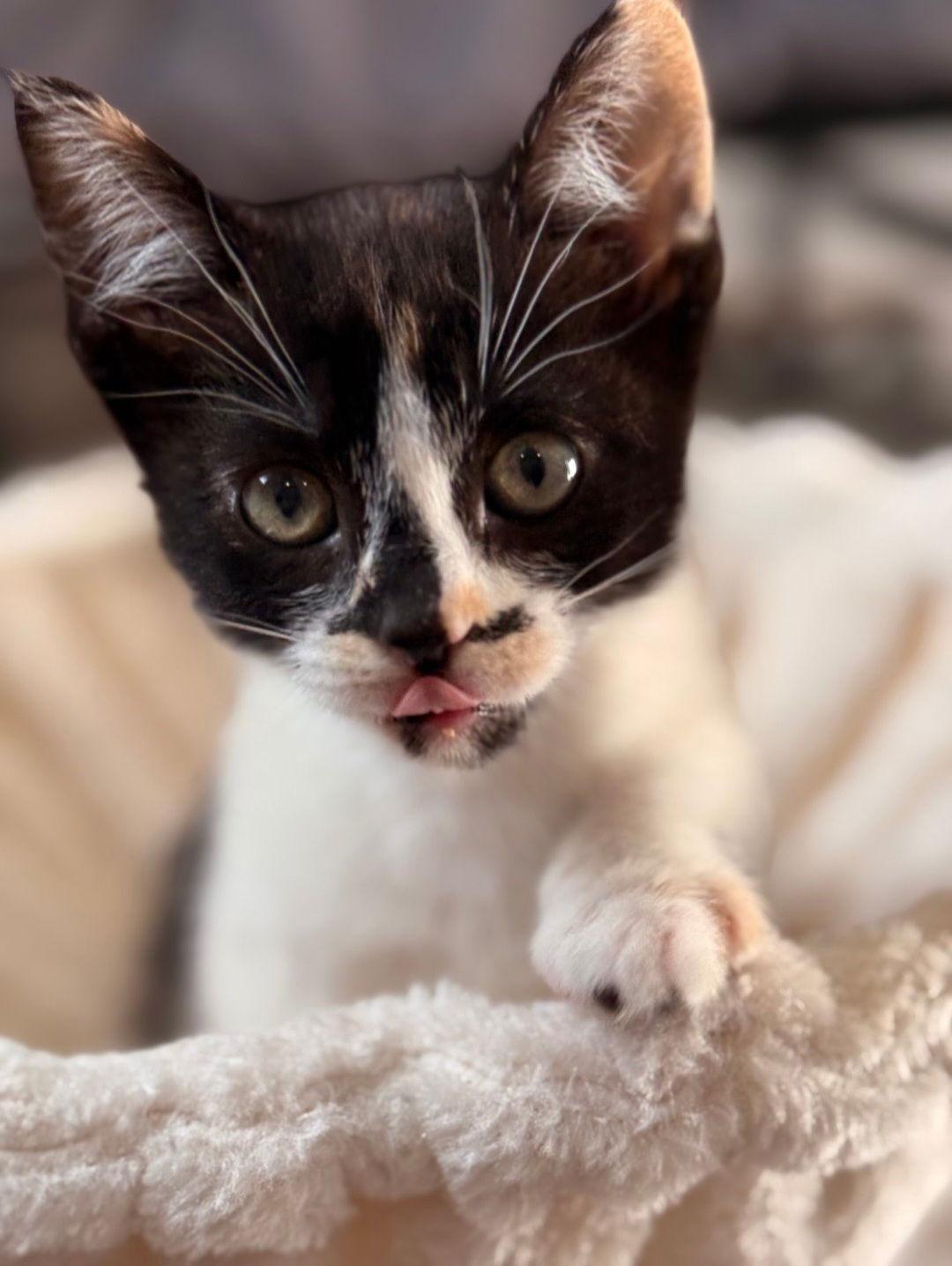 Enlarge Summit, a Adoptable mixed breed in Campbell, CA image 2/2