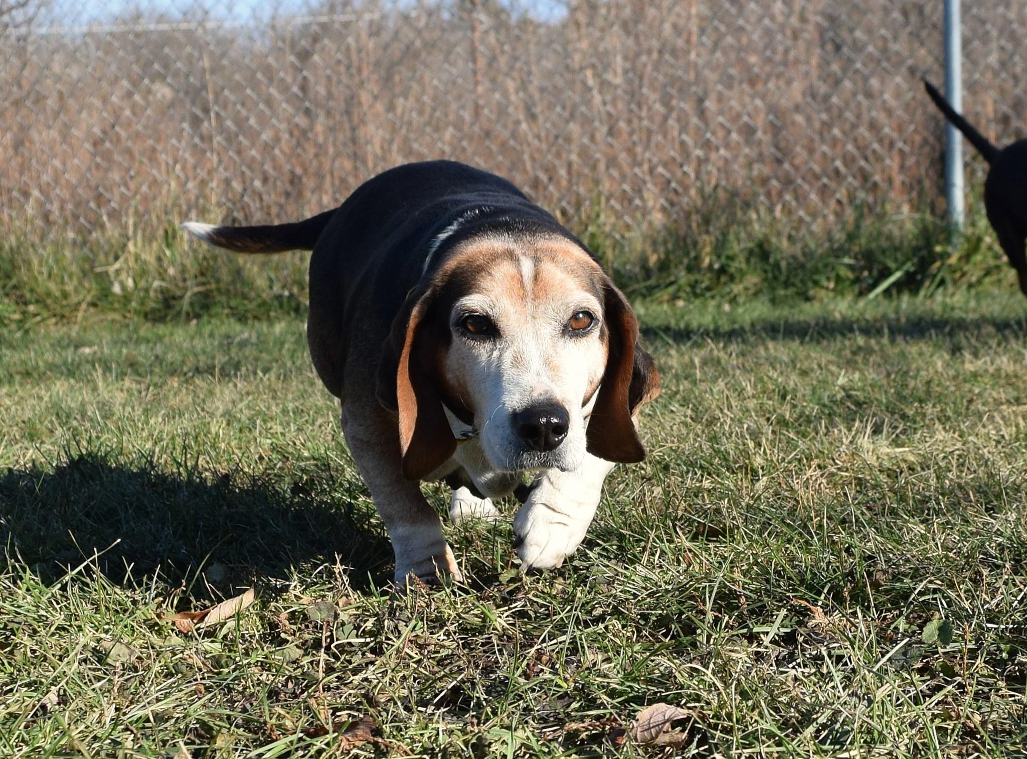 Riley - Adoptable Pet | Petfinder | Petfinder